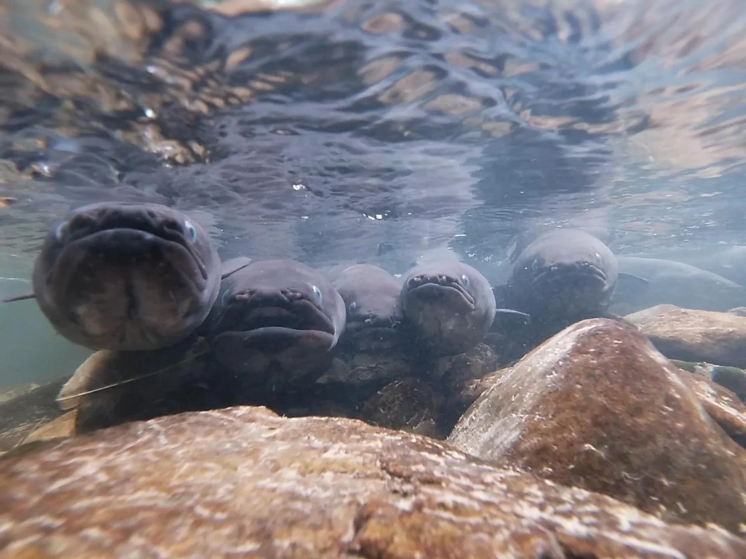 Reframing Fish Passage: From Single Metrics to Structured Complexity