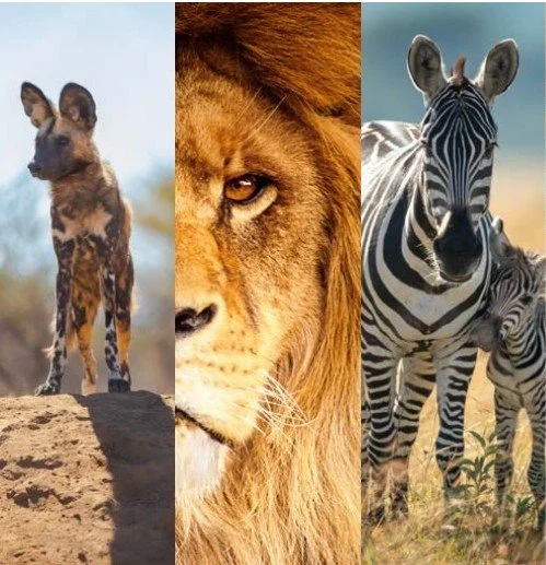 Webinar: Movement corridors essential for species survival, say experts