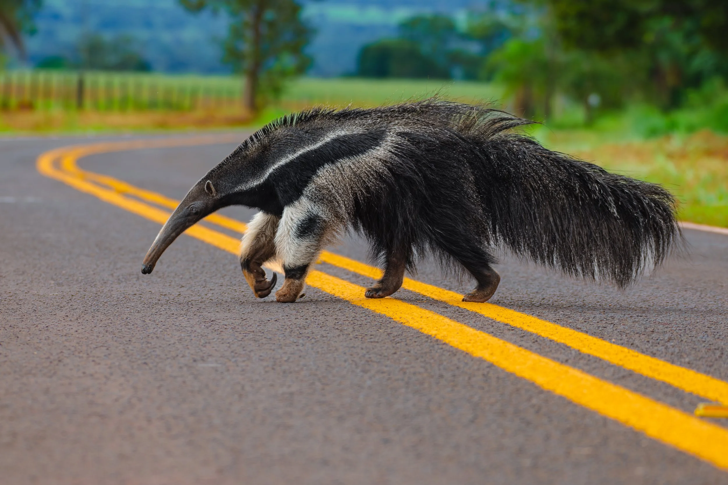 To hit or not to hit? What factors influence truck drivers’ decisions when encountering wildlife on Brazilian roads? 