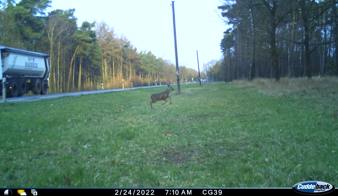 Rethinking traffic thresholds in wildlife-vehicle collision risk