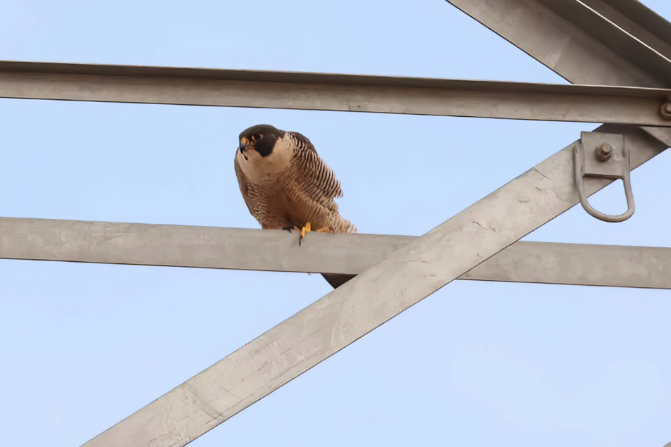 Impacts of electrical infrastructure on birds: direct and indirect effects, knowledge gaps and priorities