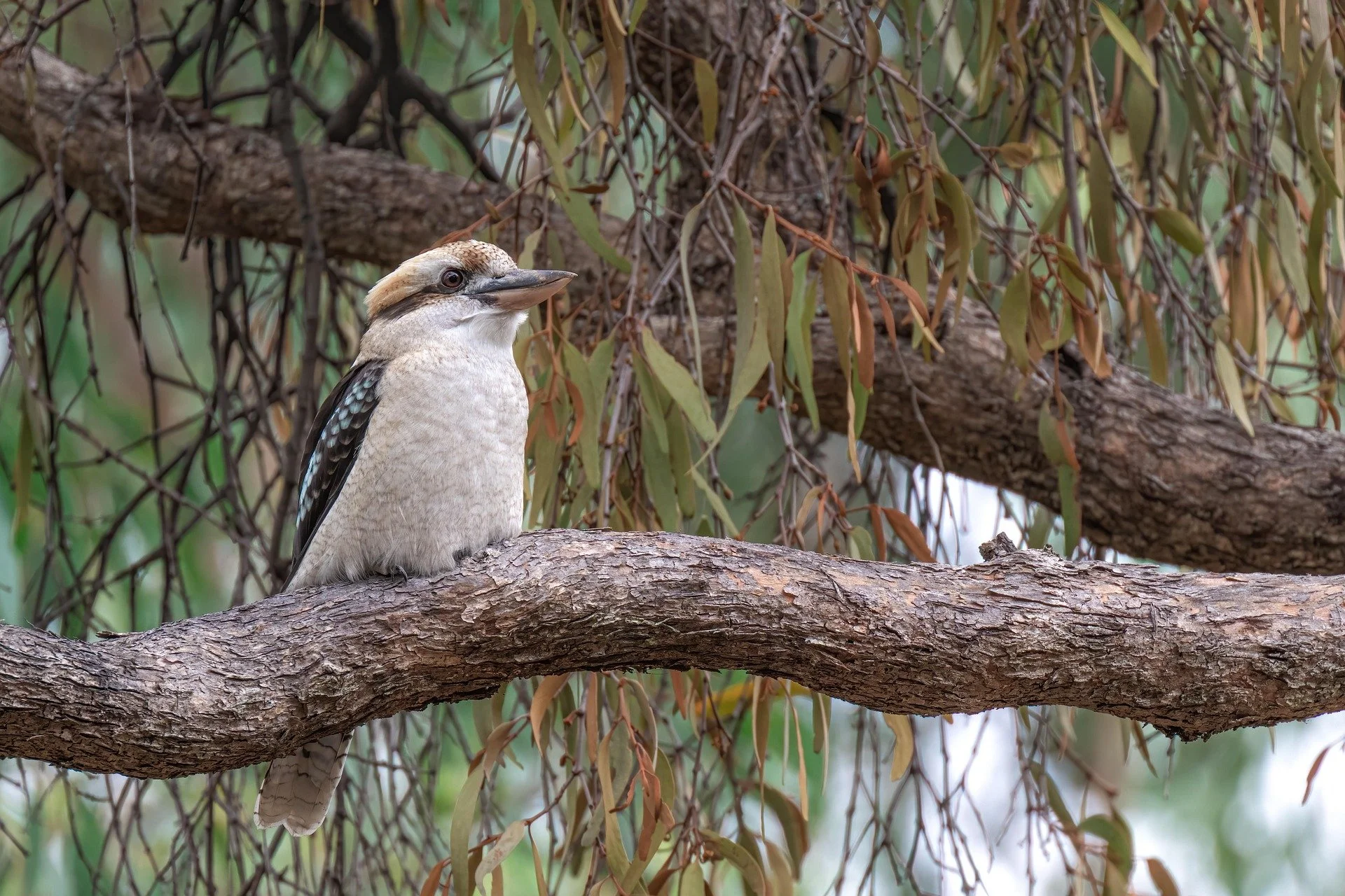 The space race should not endanger Australian&nbsp;wildlife