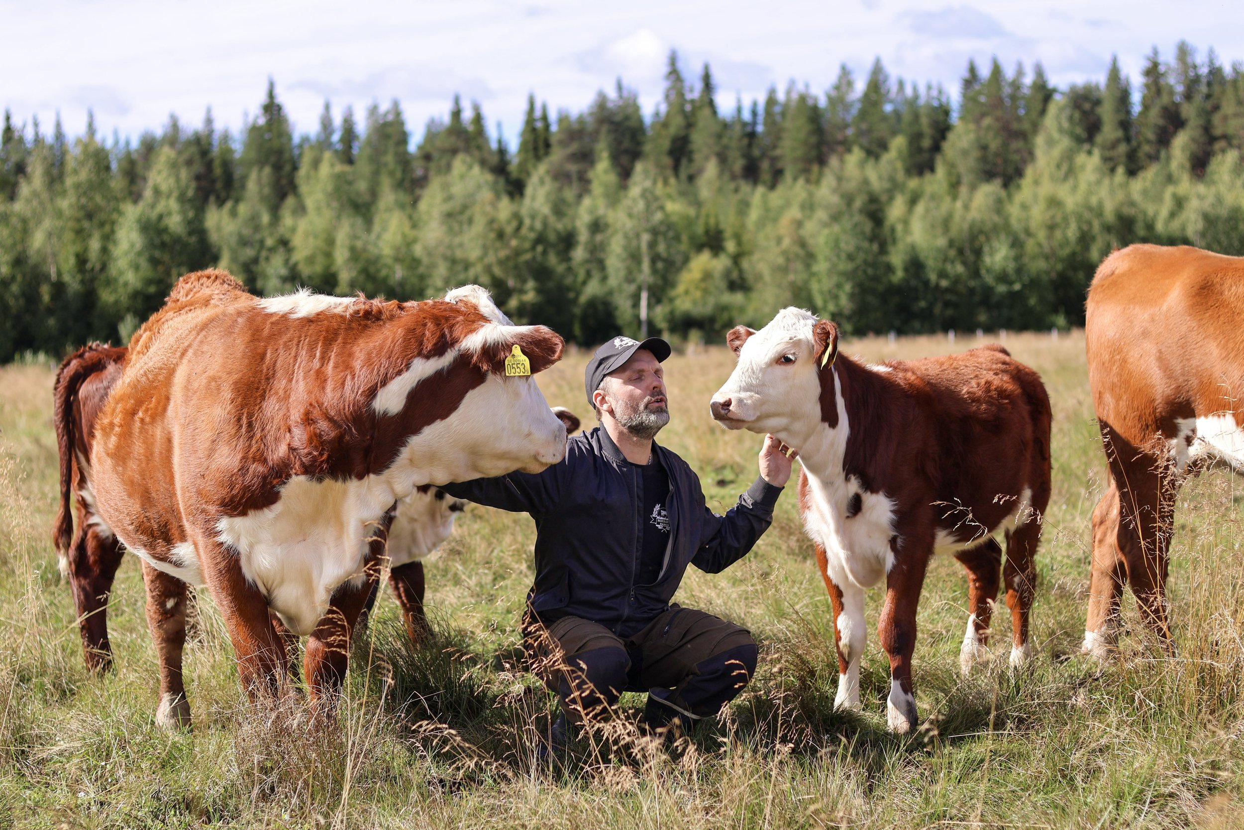 De sökte lugnet – och fann ett lantbruk i Tornedalen