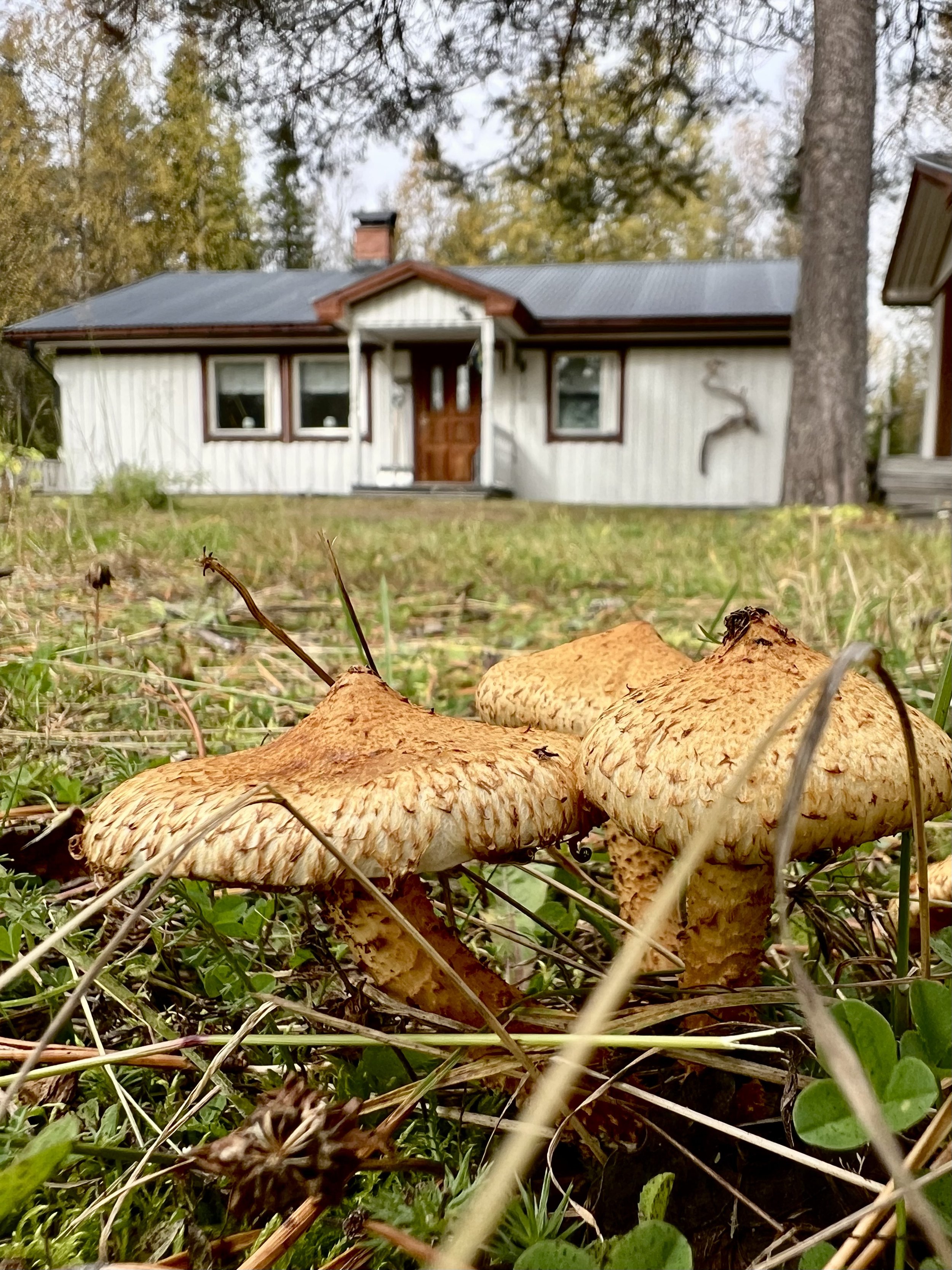 Casa_funghi.jpg
