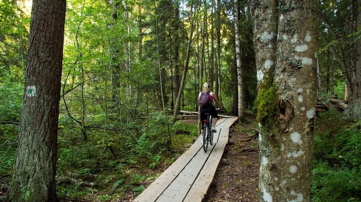 csm_Birch_alley_Lahti_b9a7f750d6.jpg