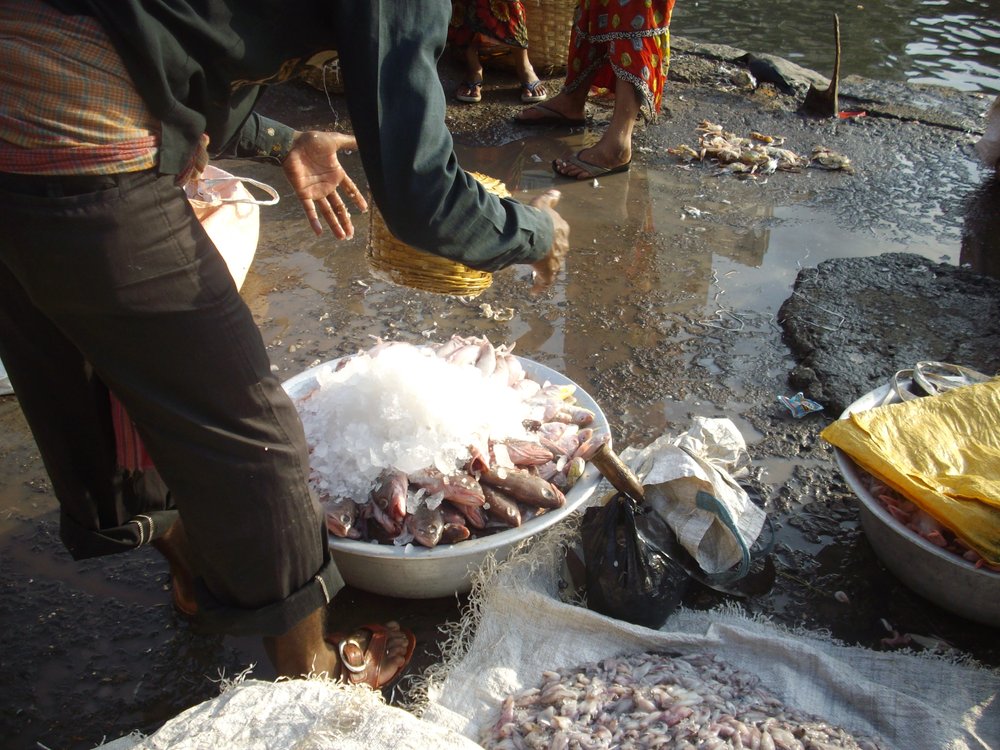 Storing_fresh_fish_in_ice_at_Sassoon_Docks_in_Mumbai..jpeg