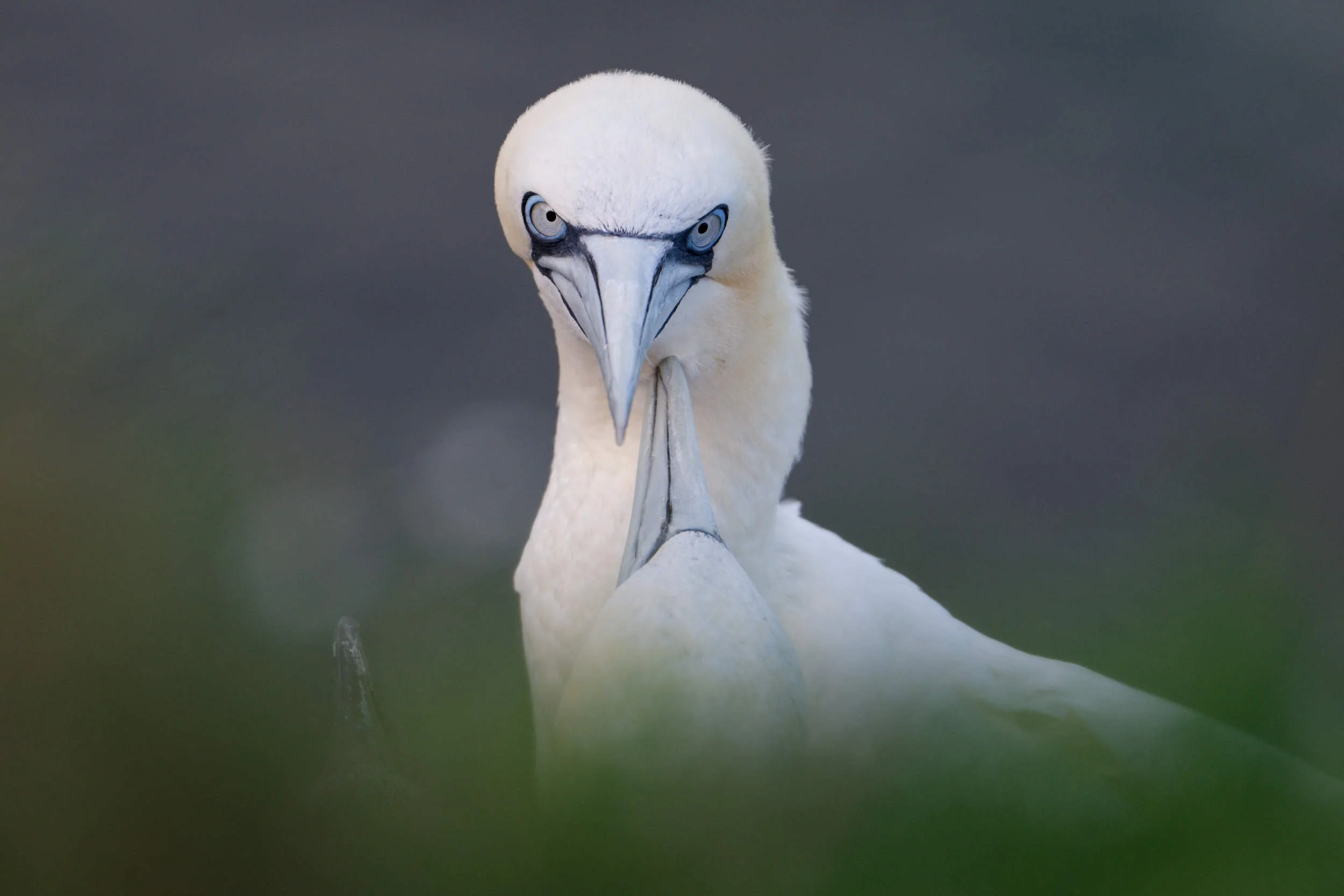 Gannet pair (WB031)