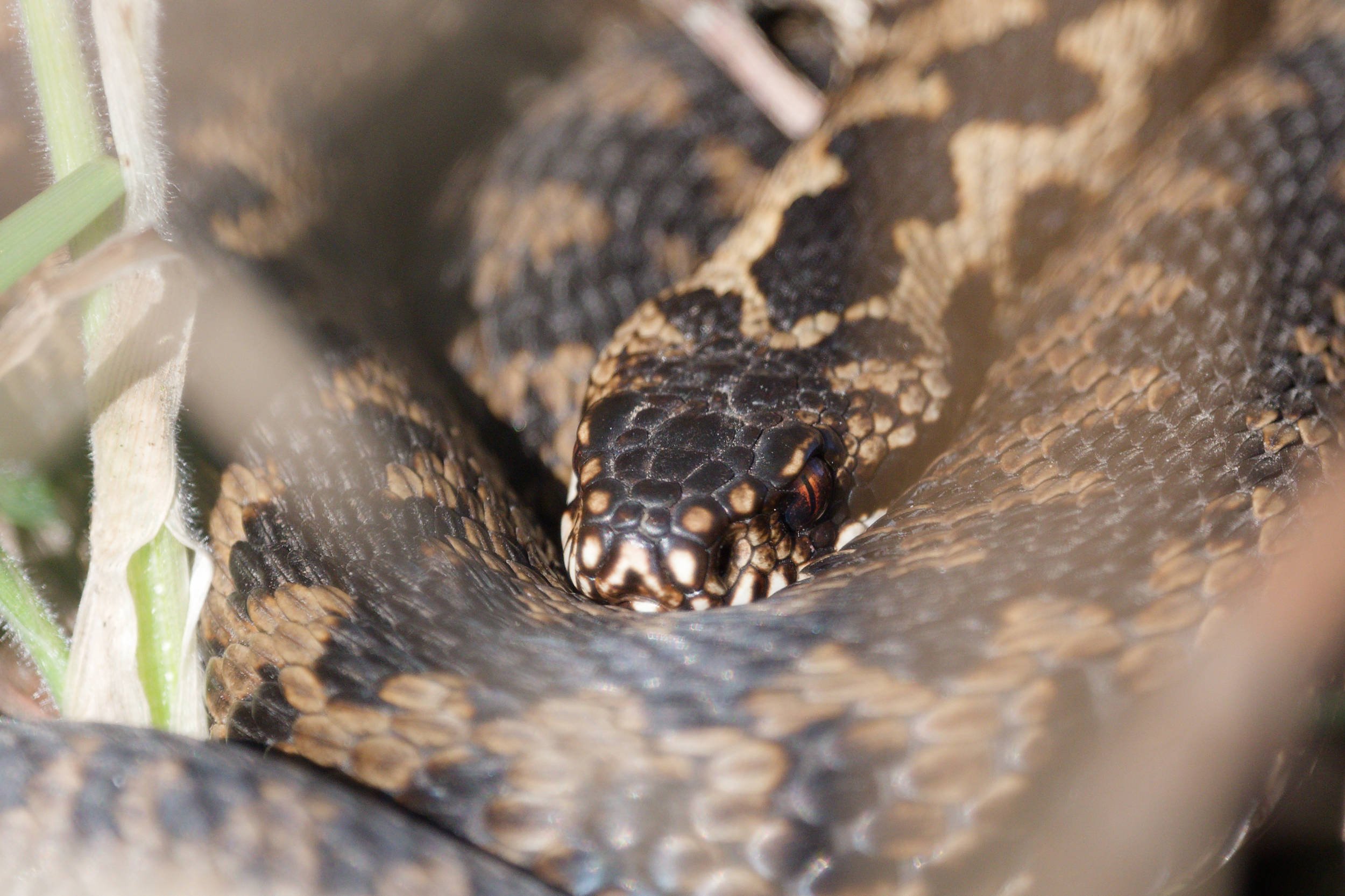 Adder 74 - 18/3/2026