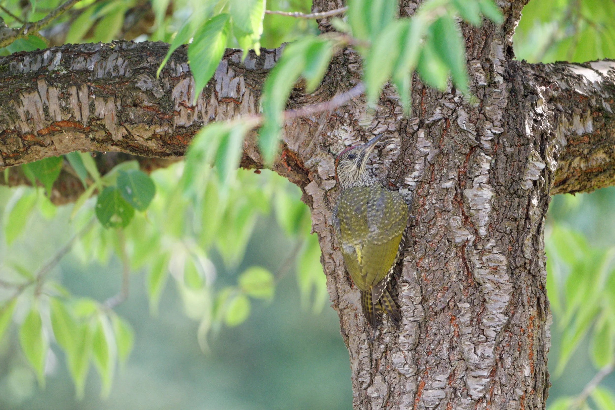 Green Woodpecker Chick (GW033)