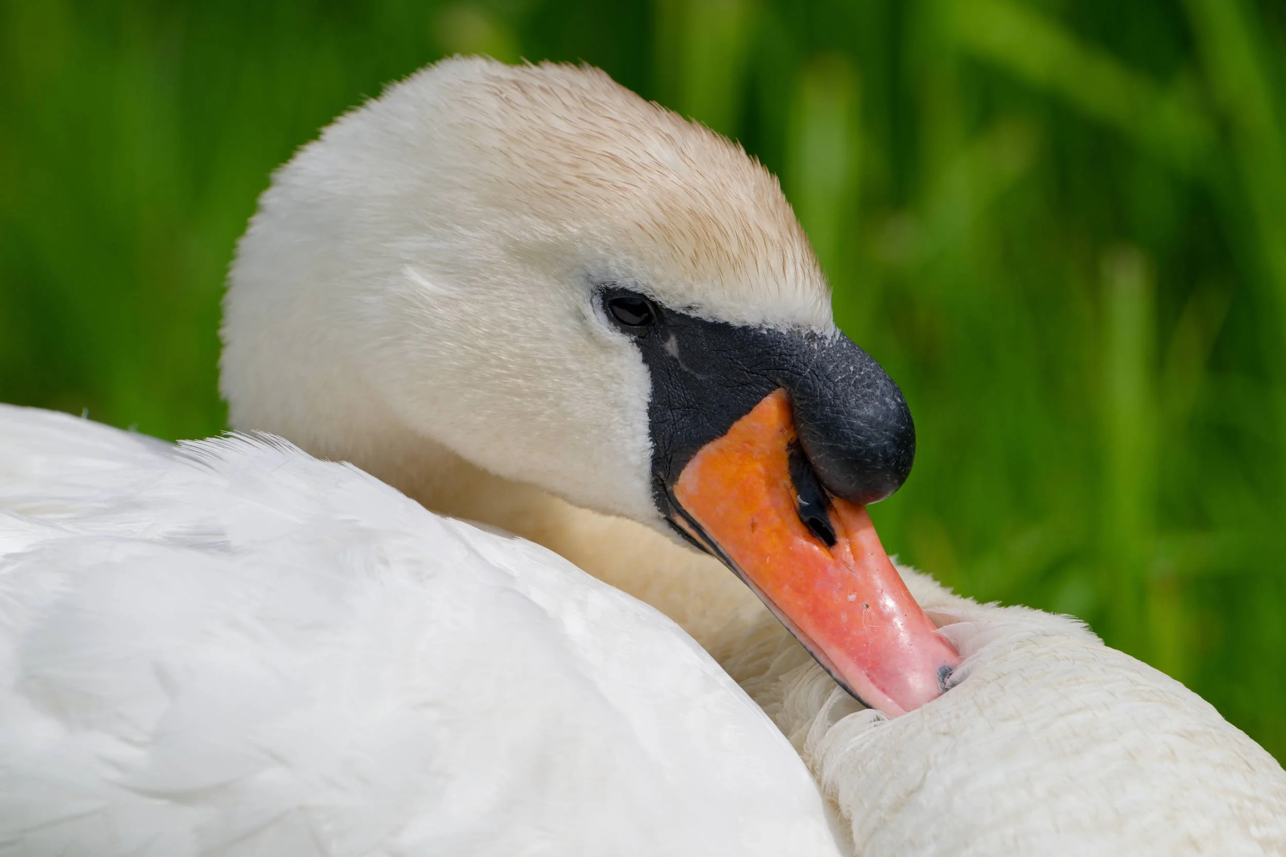Mute Swan Portrait (WB031)