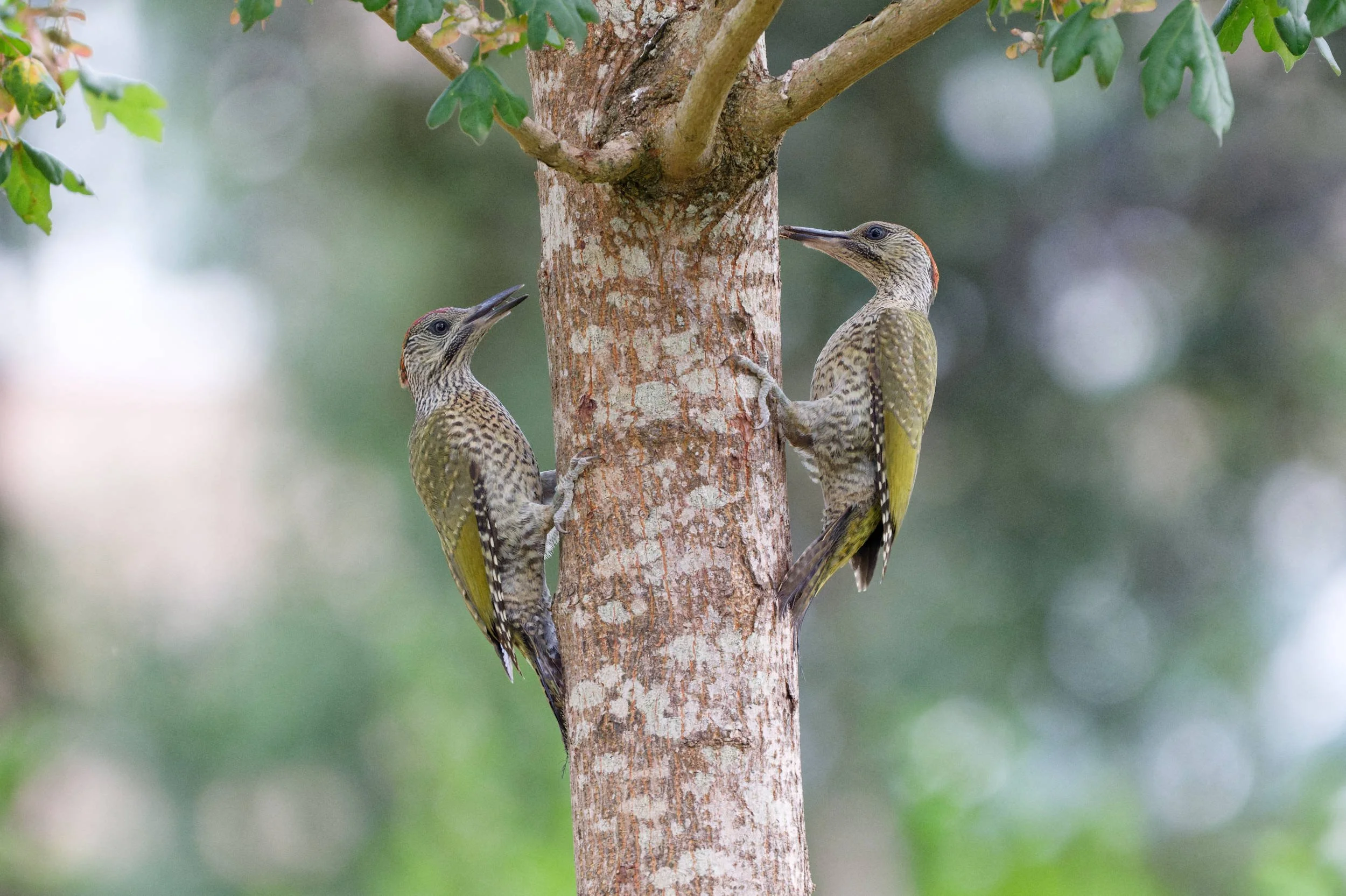 Green Woodpecker Chicks (GW036)