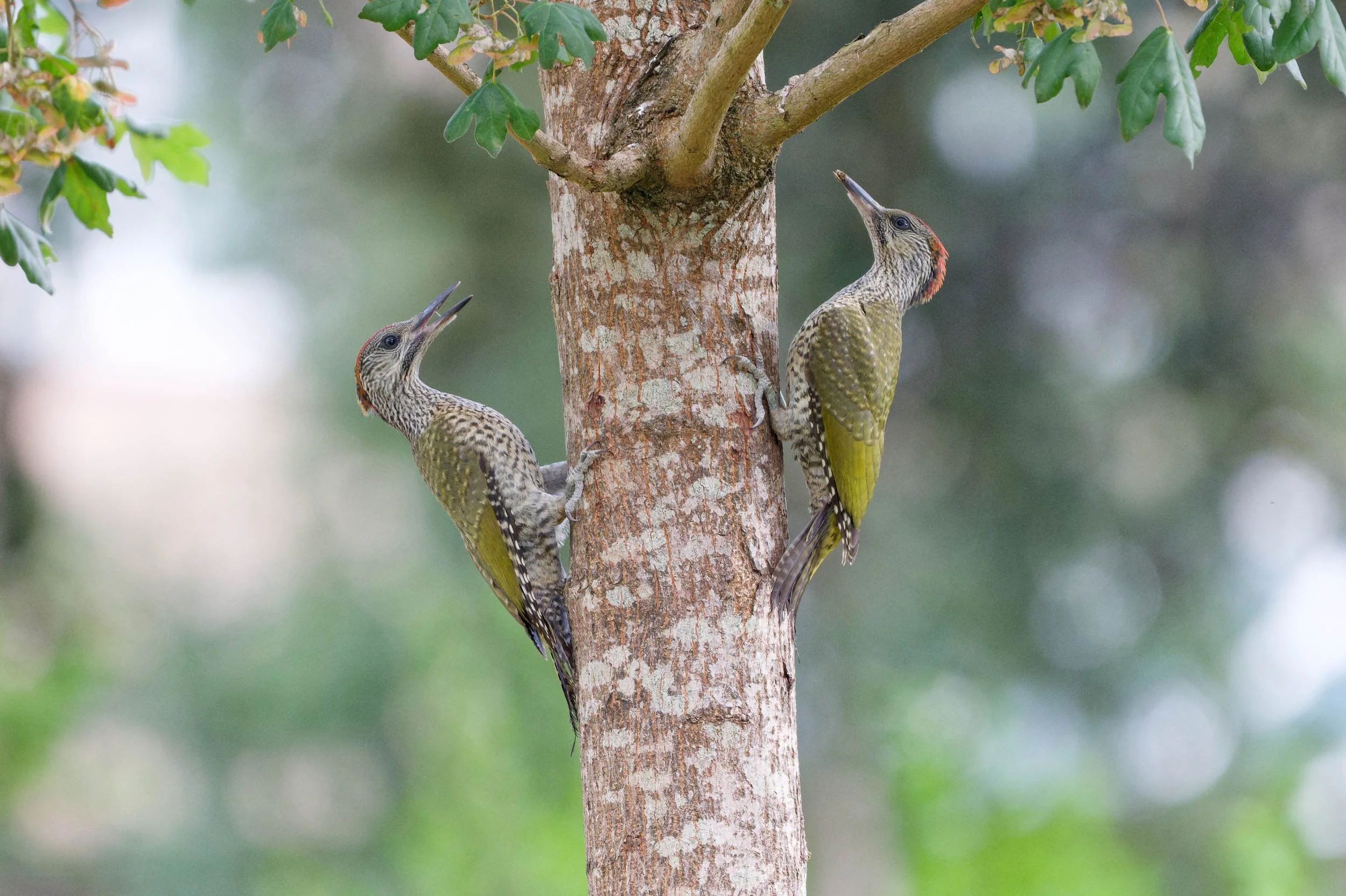 Green Woodpecker Chicks (GW035)