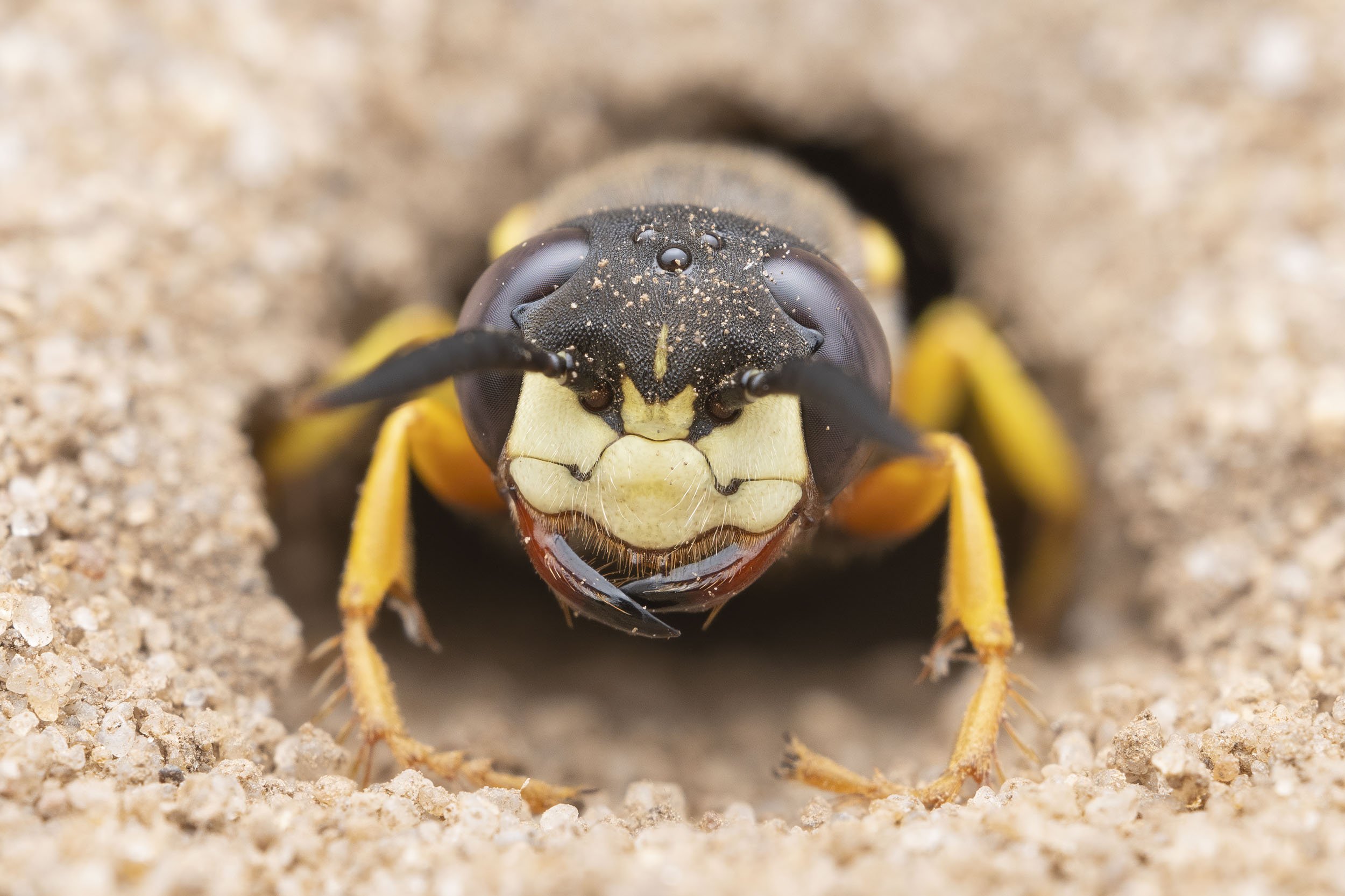 Head in the Sand
