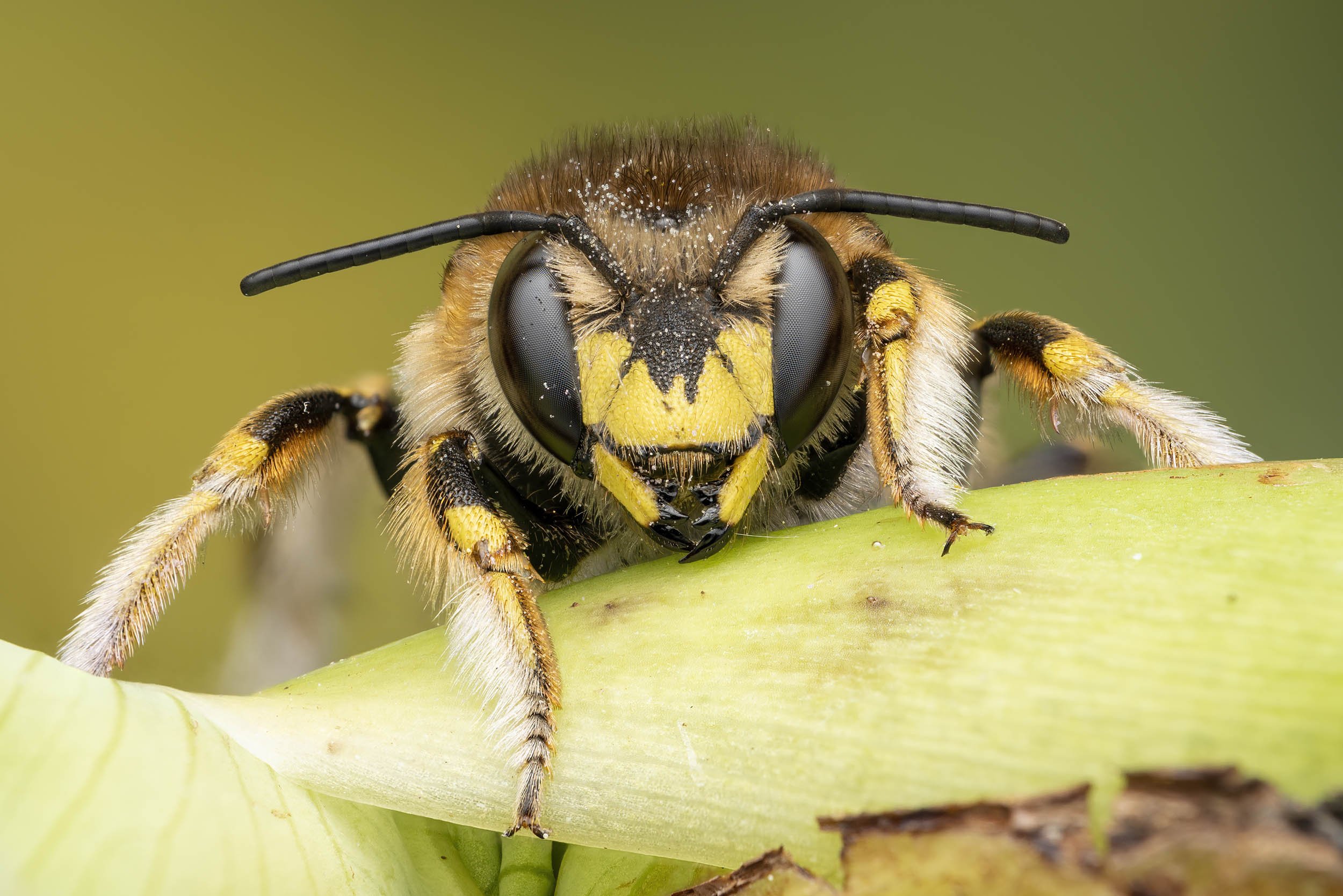 European Wool Carder Bee