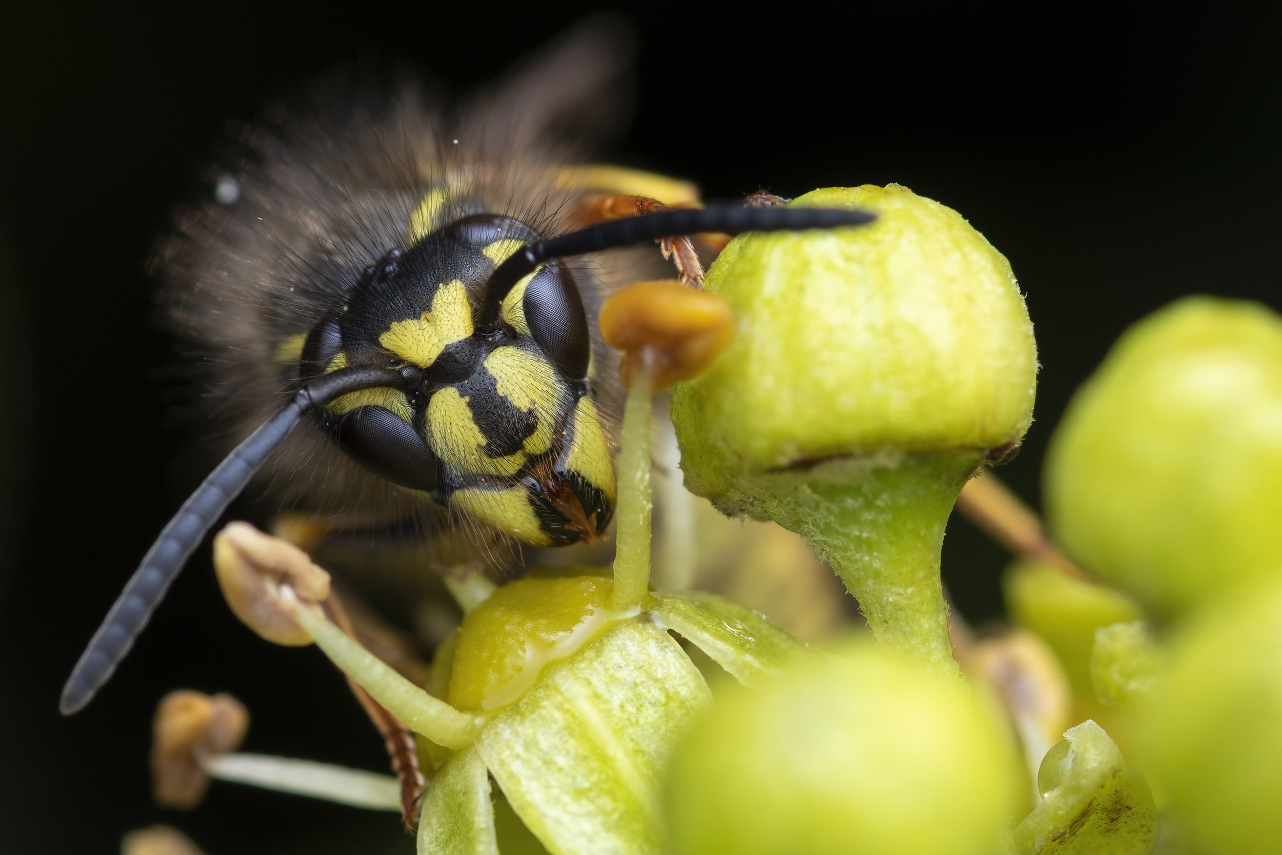DOA - A Closer look at Ethics in Macro Photography