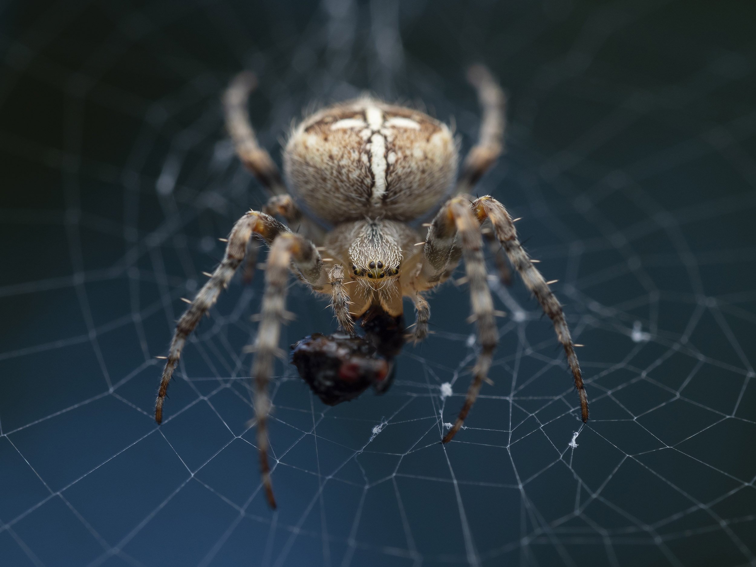 Orb-Weaver Bonanza