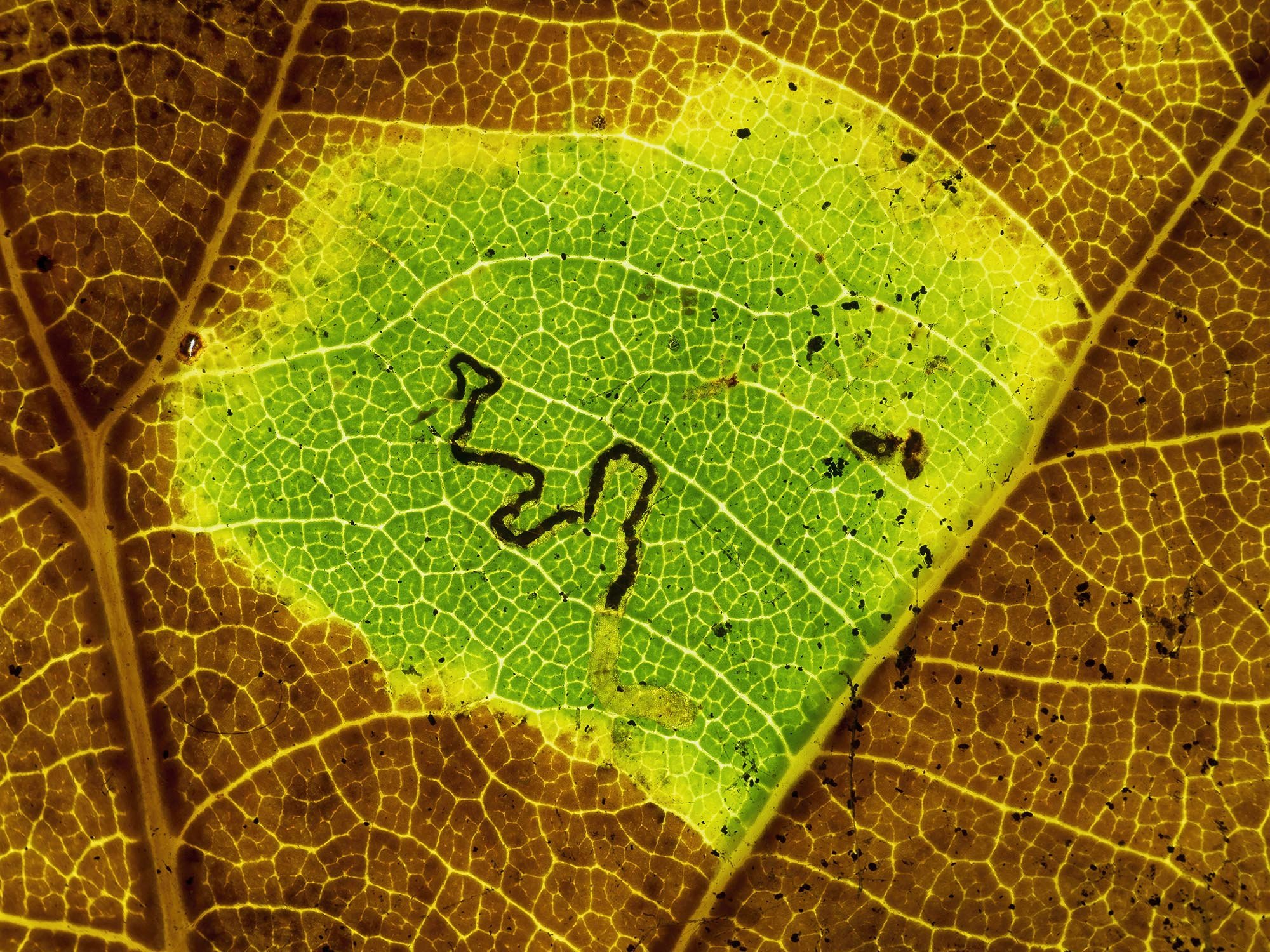 Leaf Mining Caterpillars