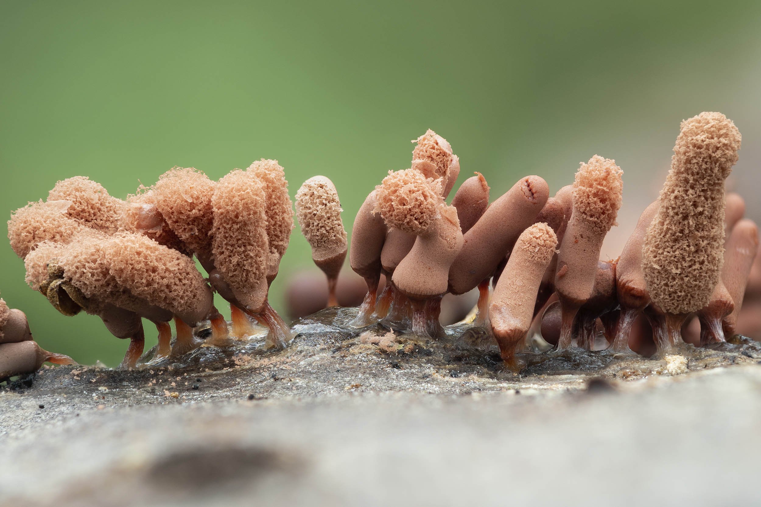 Slime Mould