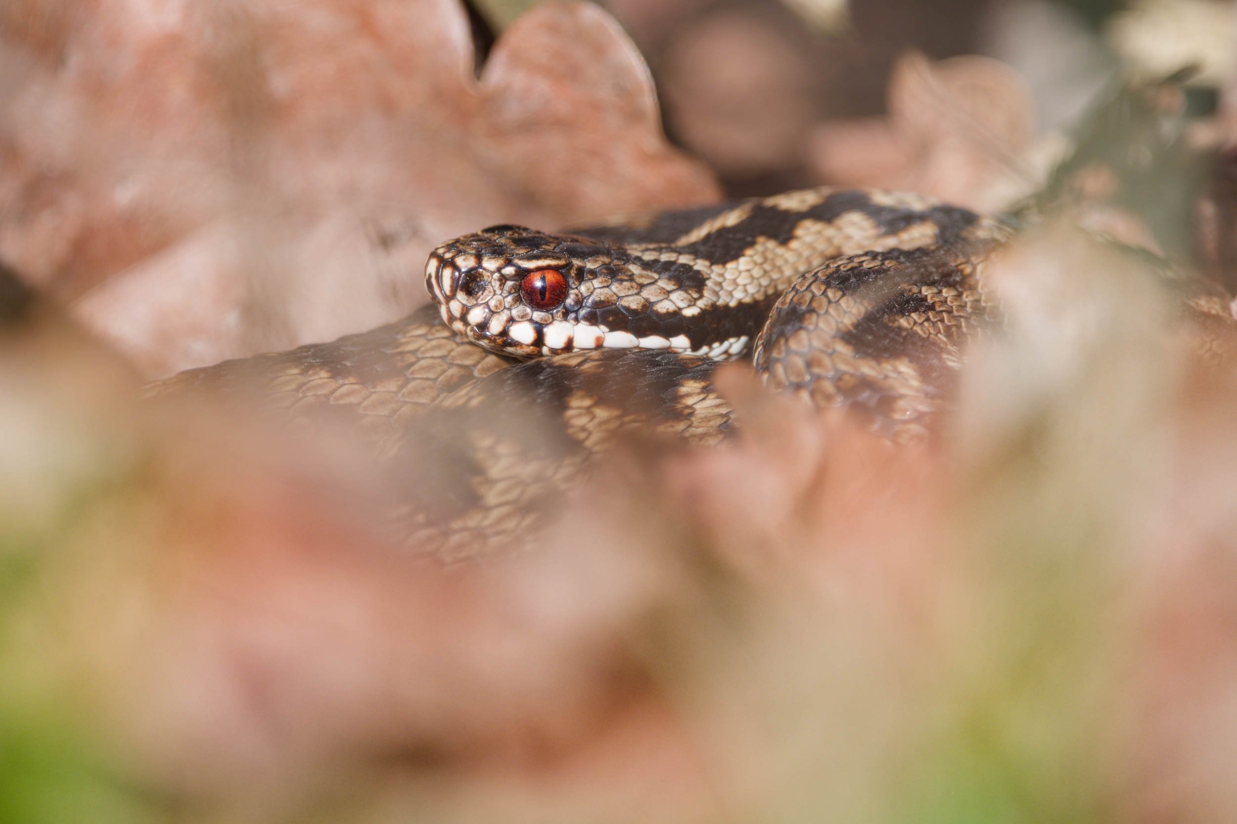 Adder Emergence.