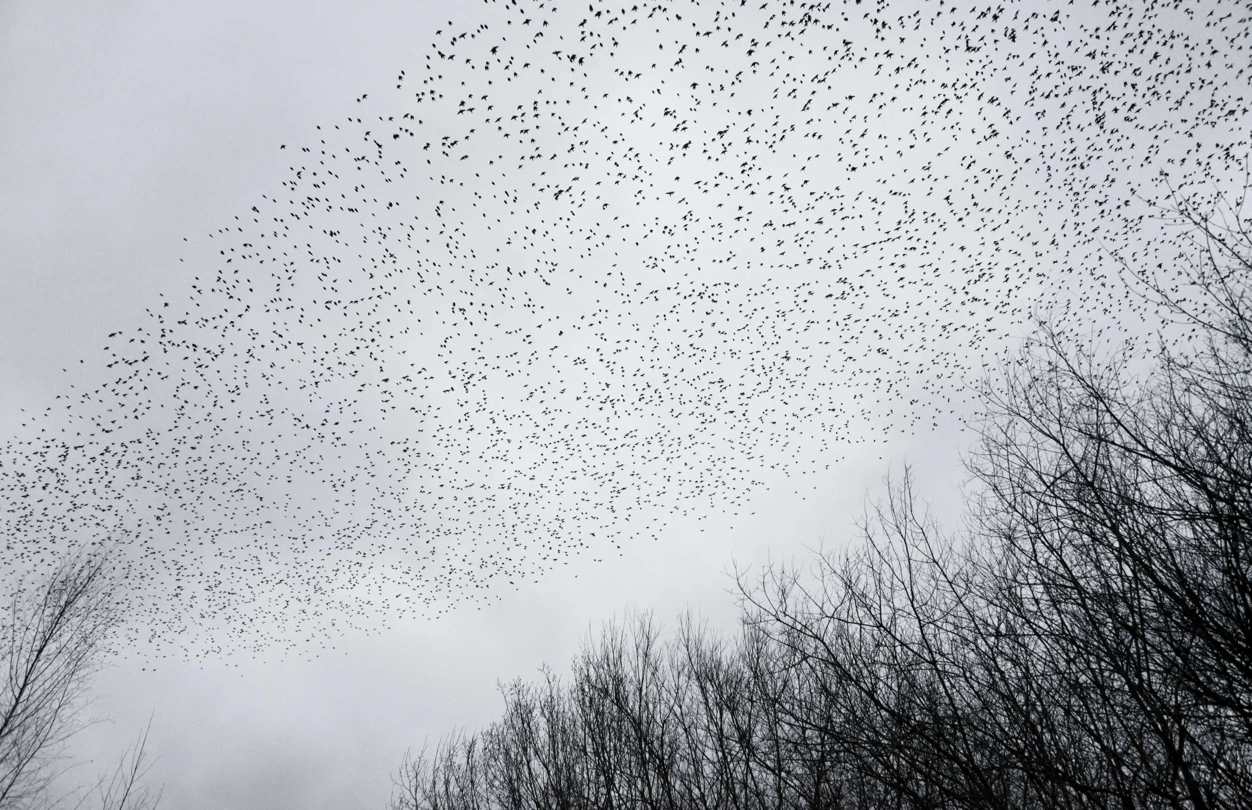 Starling Murmuration