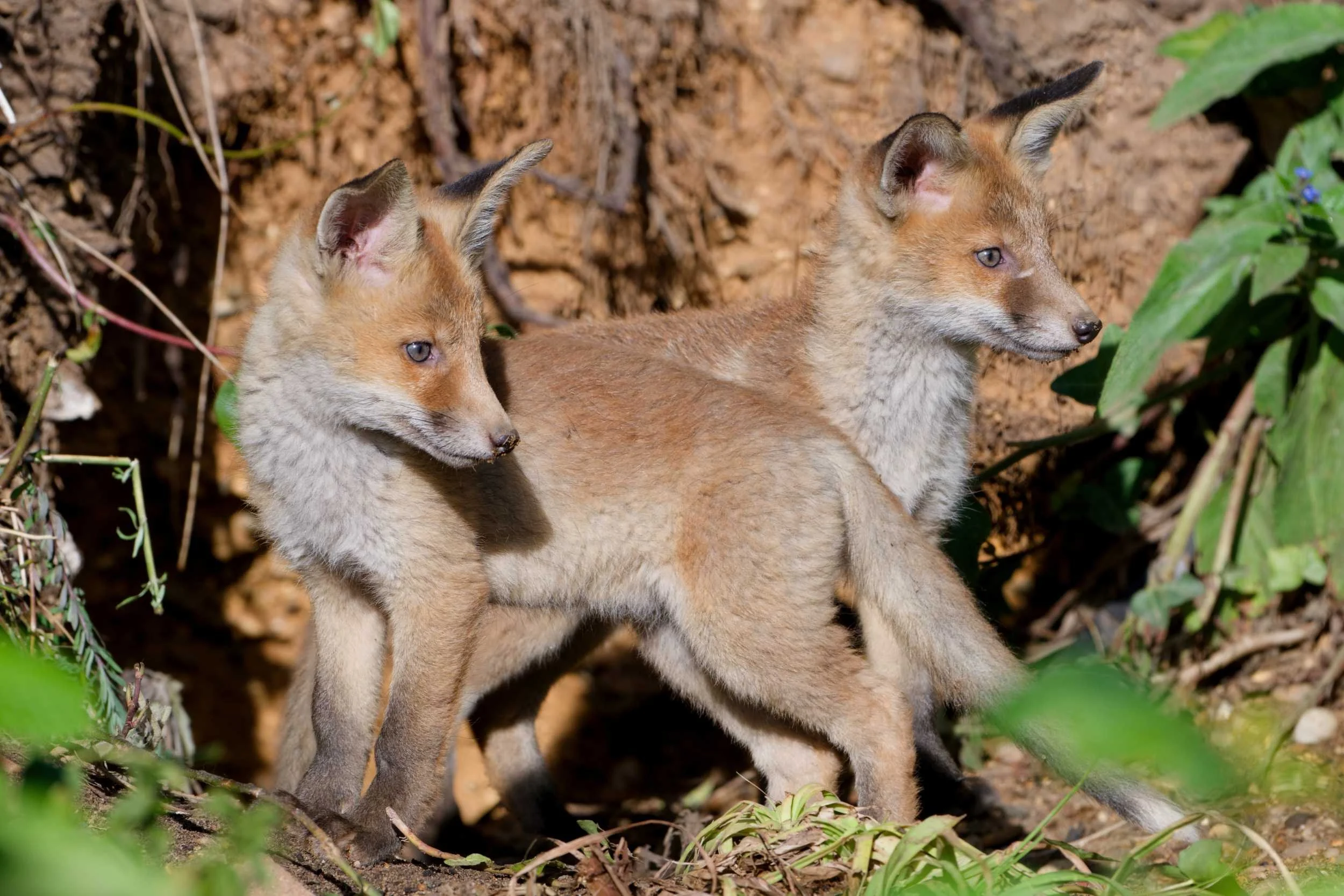 Garden Fox Cubs