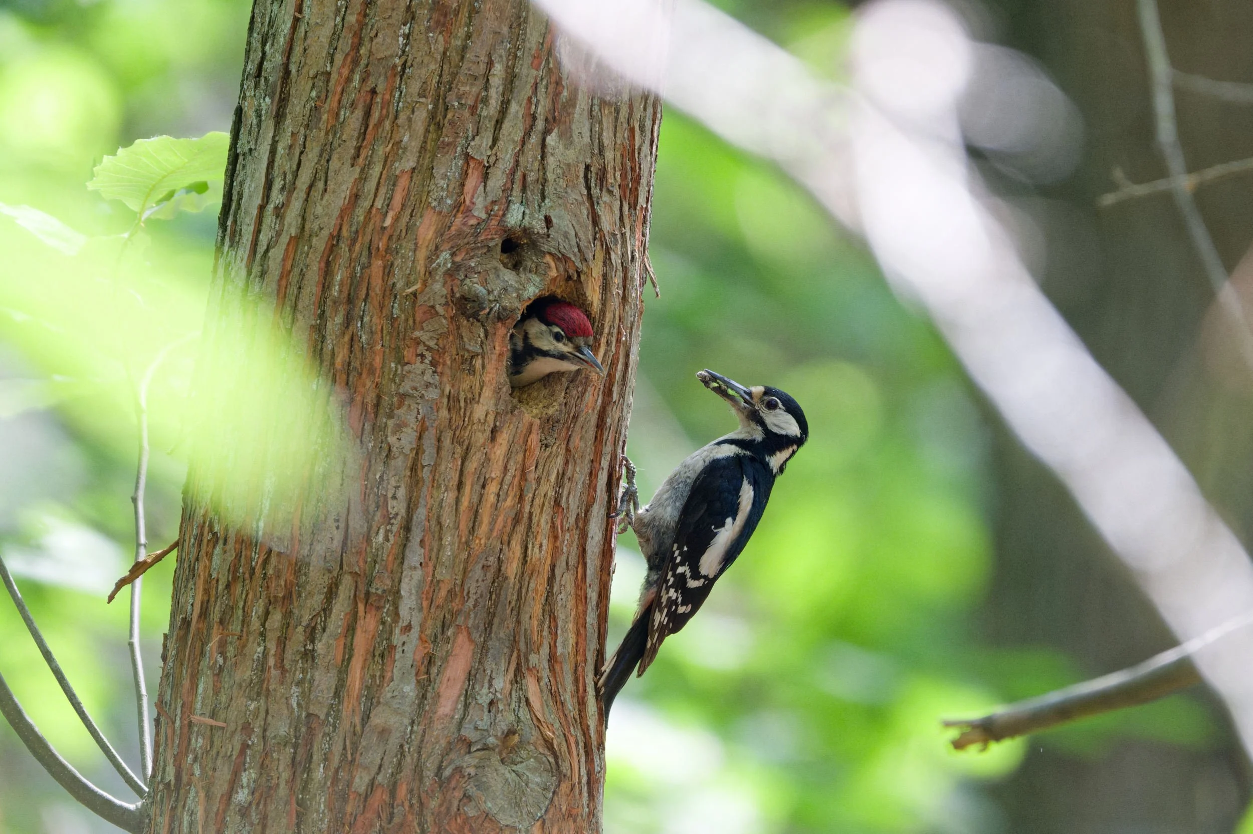 Great Spotted Woodpecker Chicks