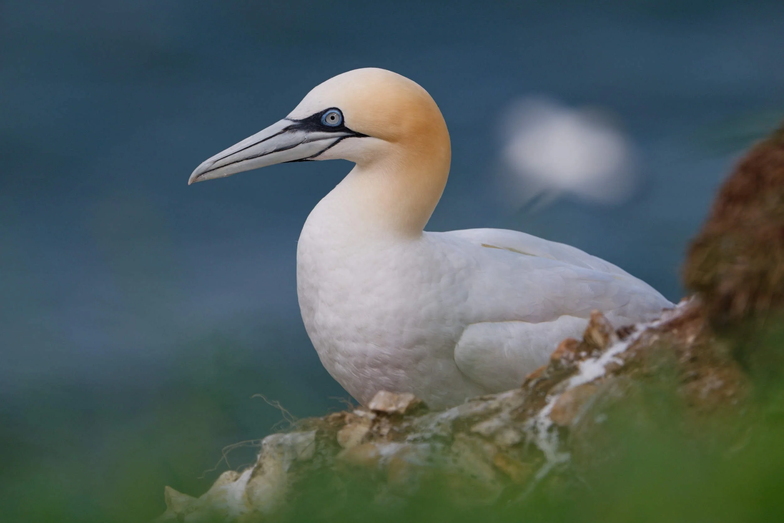 Gannets on Bempton Cliffs