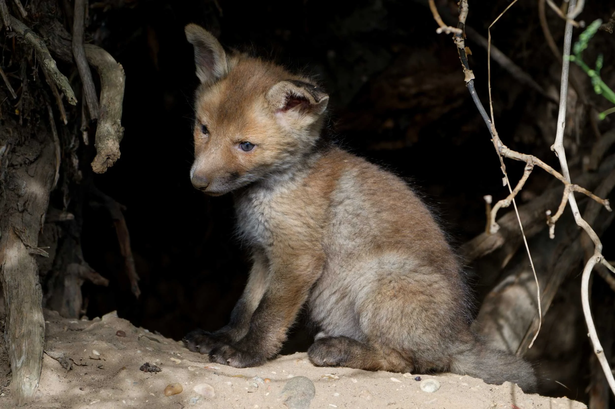 Fox Cubs (MAM047)