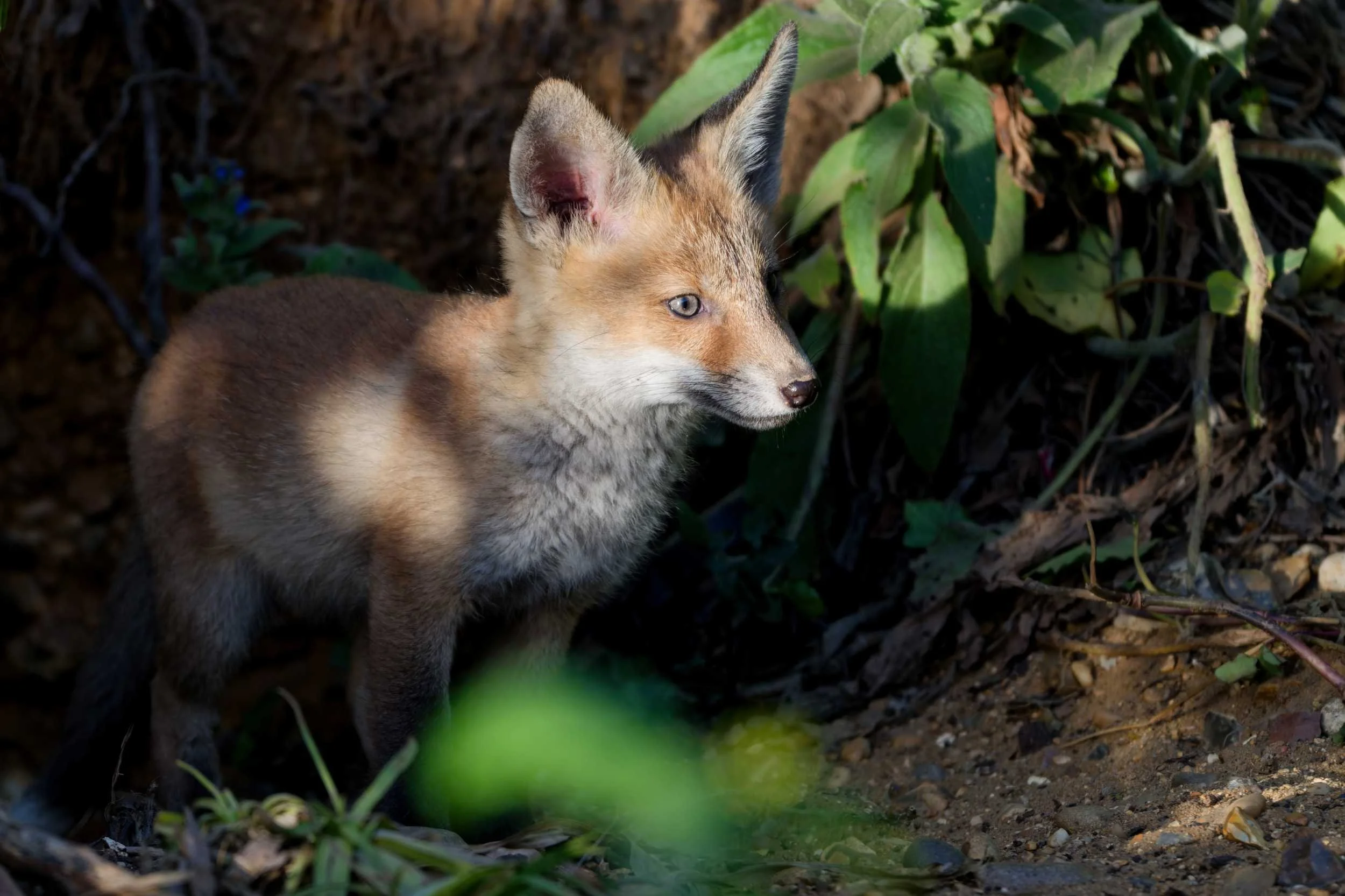 Fox Cubs (MAM045)