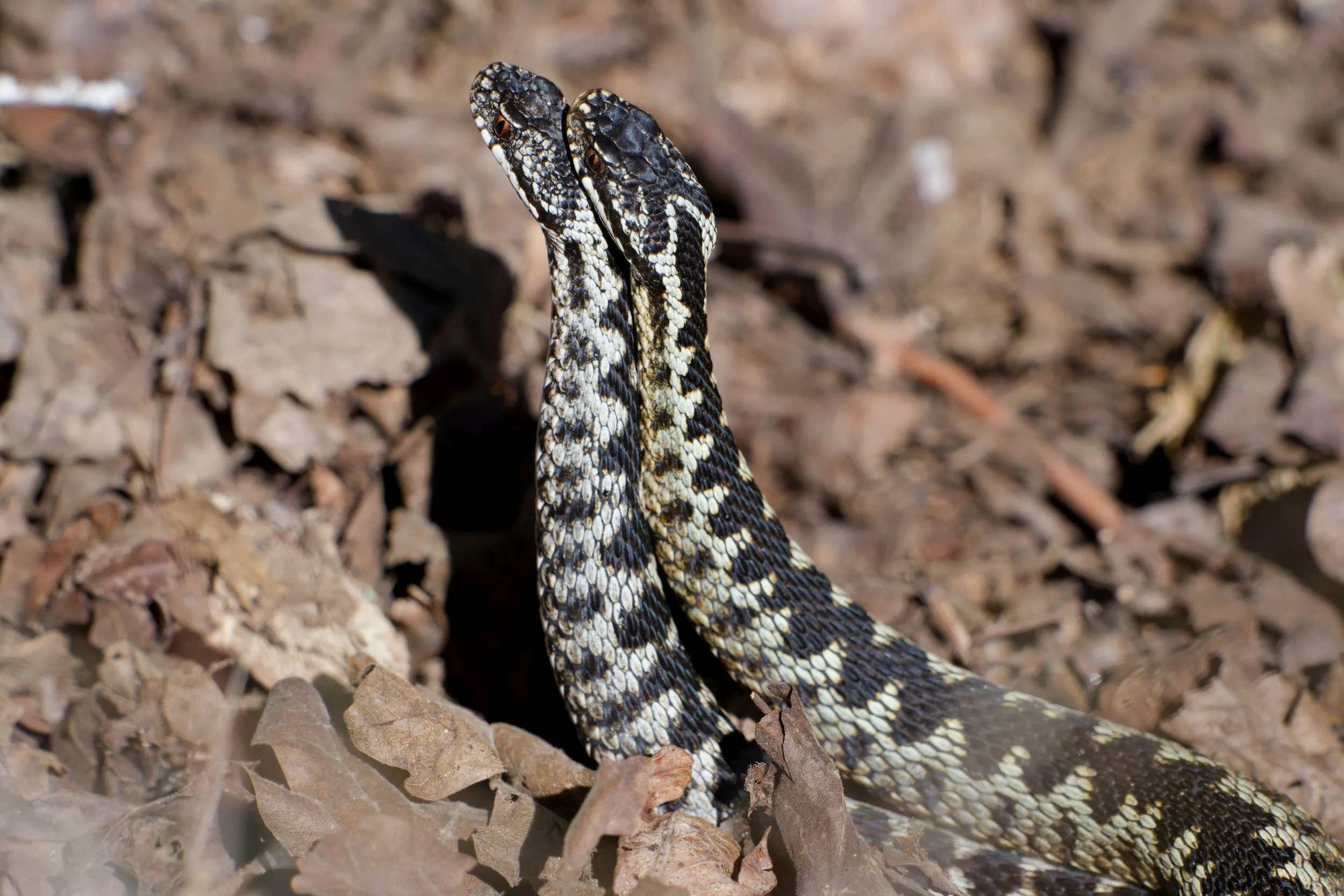 Adders Dancing (RA012)