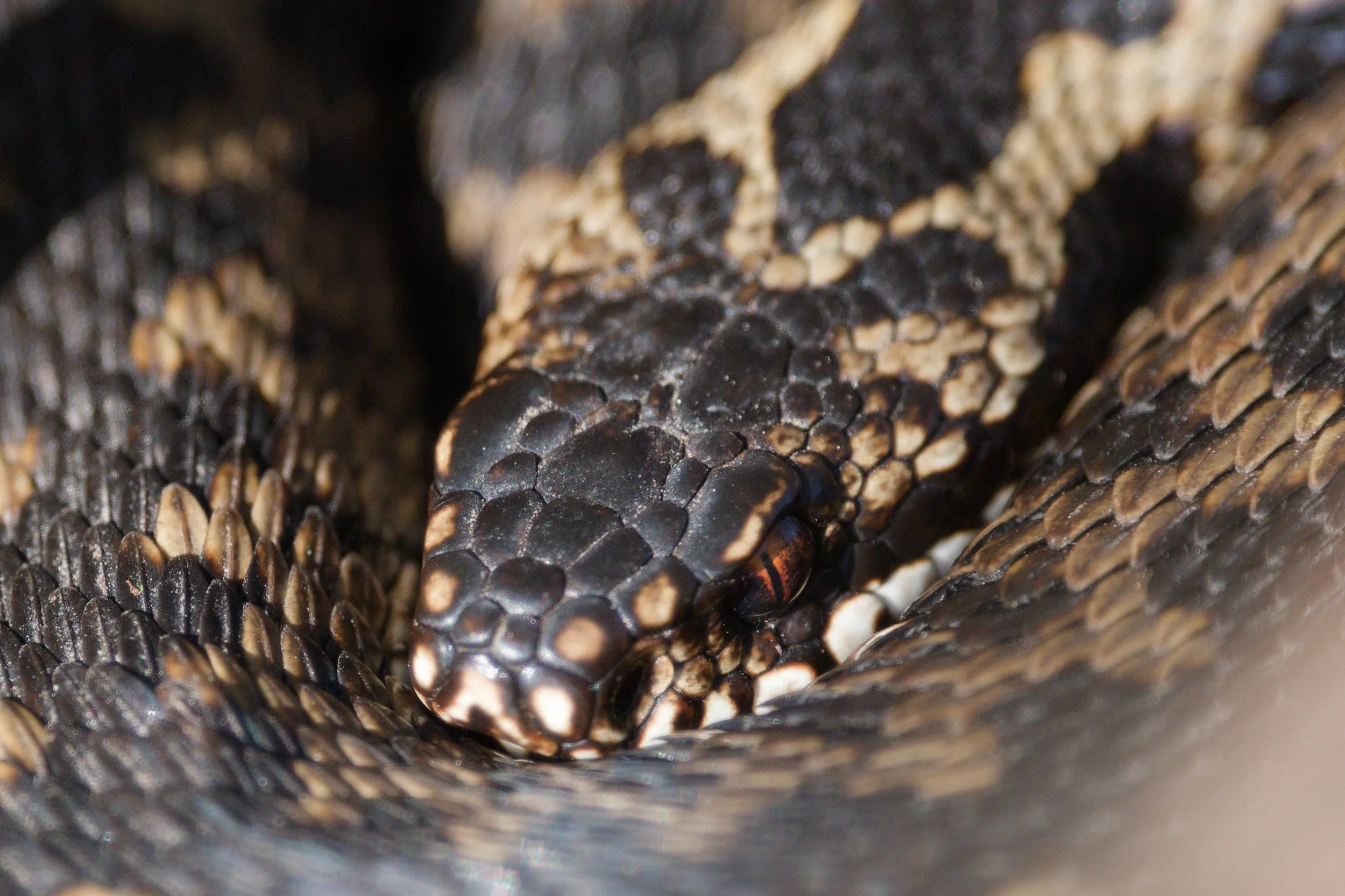 Adder 74 - 18/3/2026