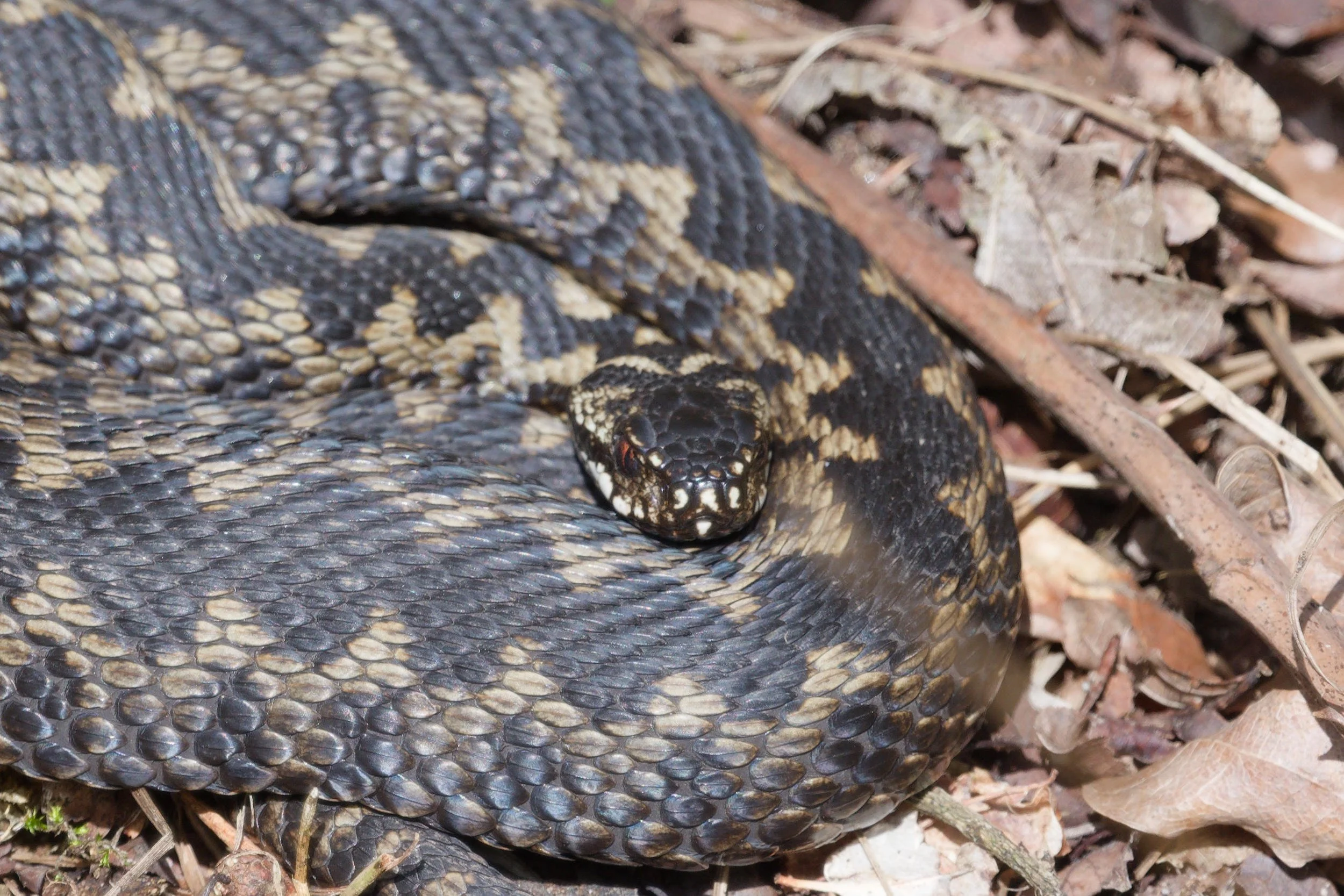 Adder 77 - 14/3/2026