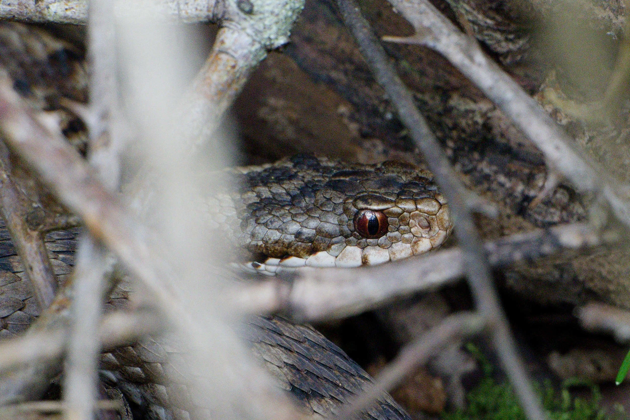 Adder 83 - 2/4/2026