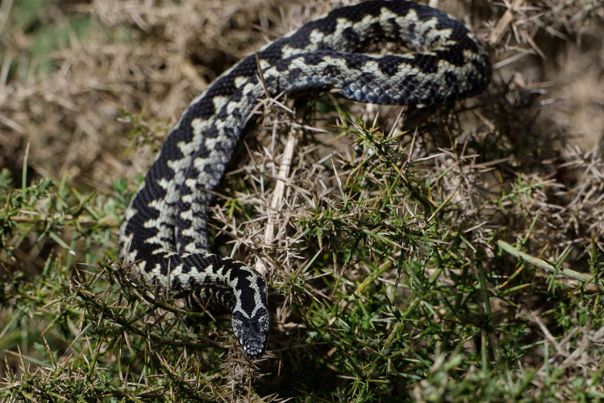 Adder 77 - 2/4/2026