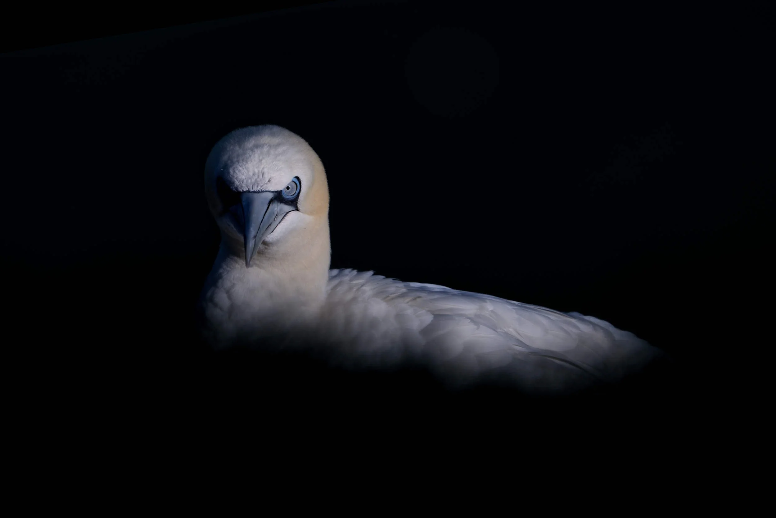 Gannet low key (WB036)