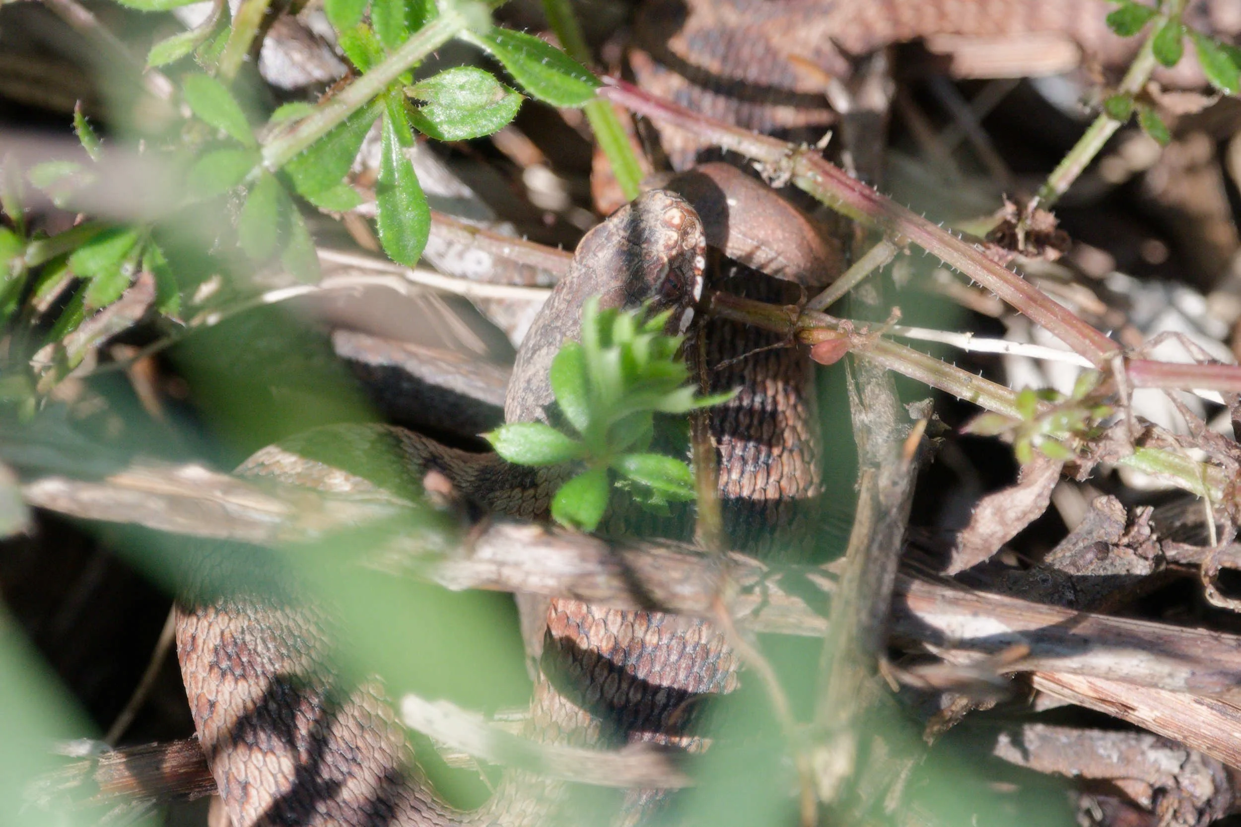 Adder 80 - 18/3/2026