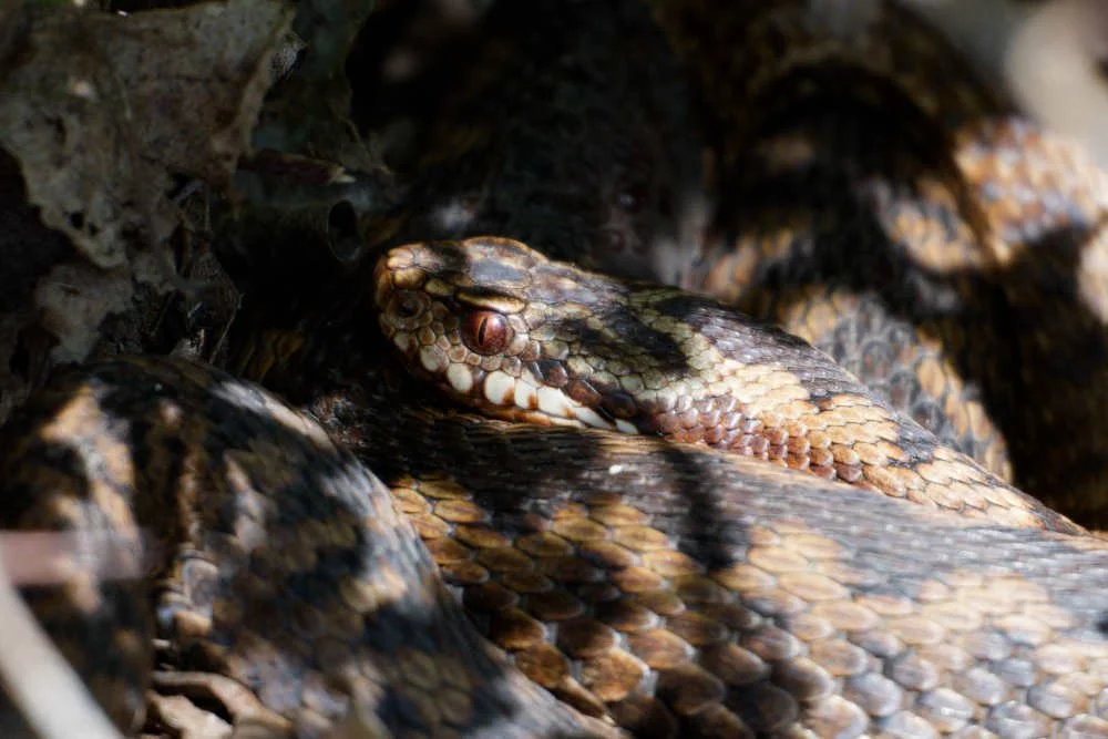 Adder 84 - 6/4/2026