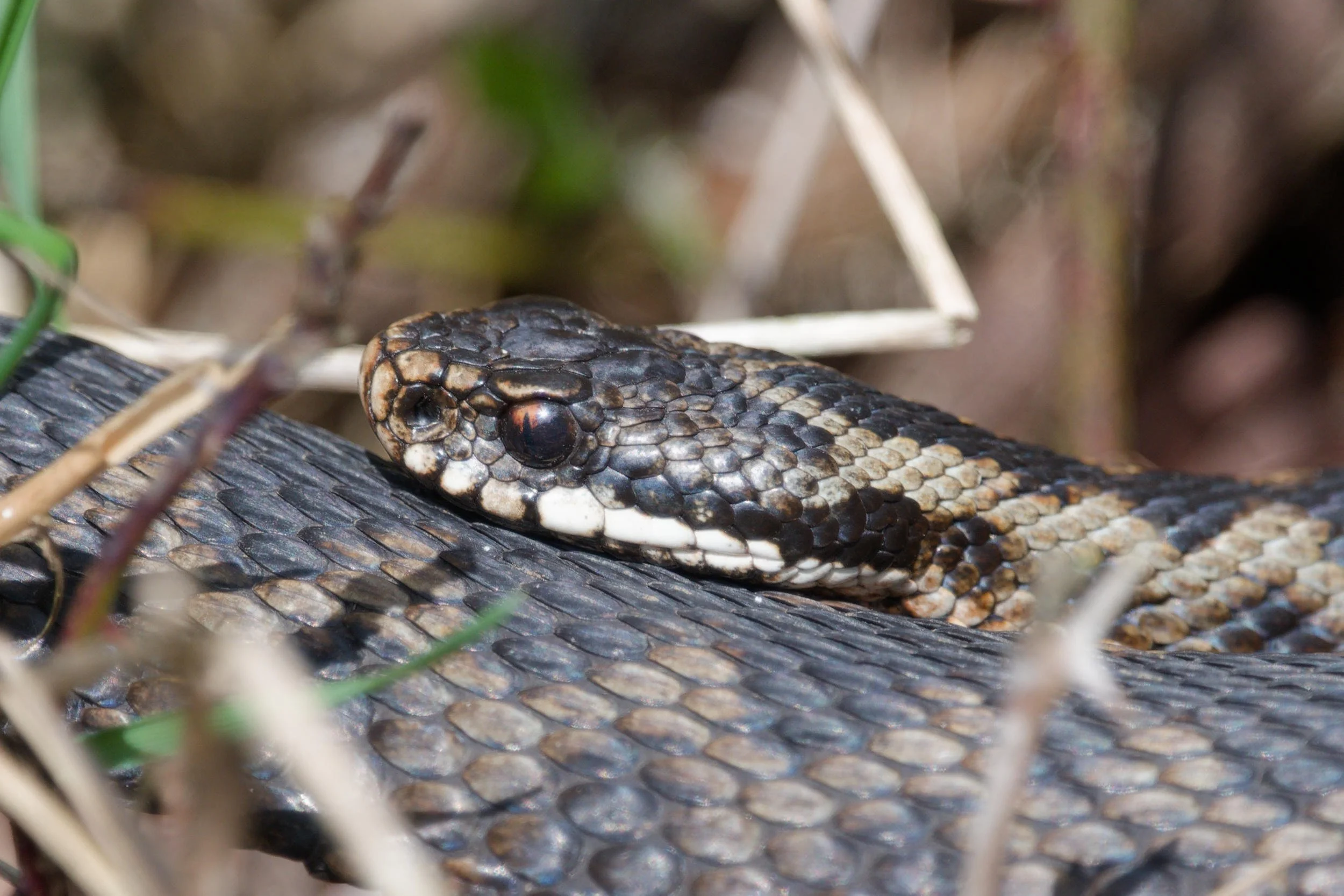 Adder 32 - 14/3/2026