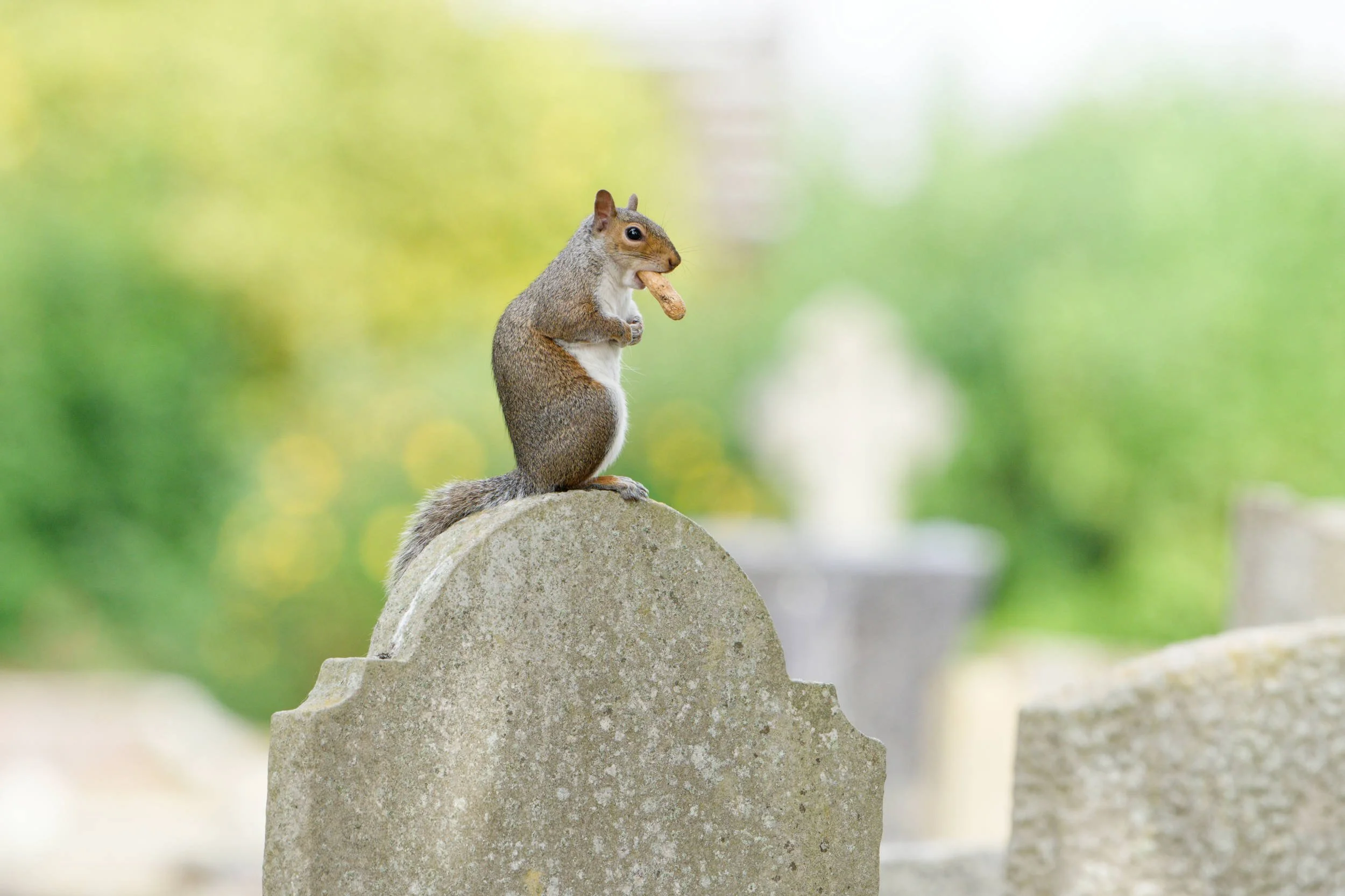 Grey Squirrel (MAM049)