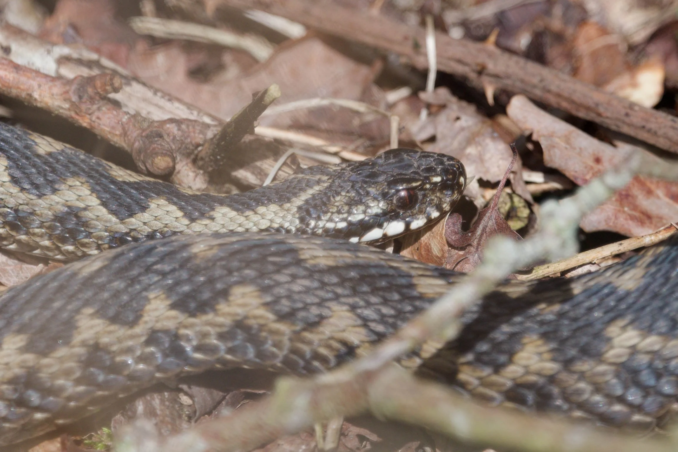 Adder 77 - 2/3/2026