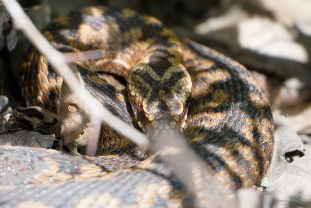 Adder 84 - 6/4/2026