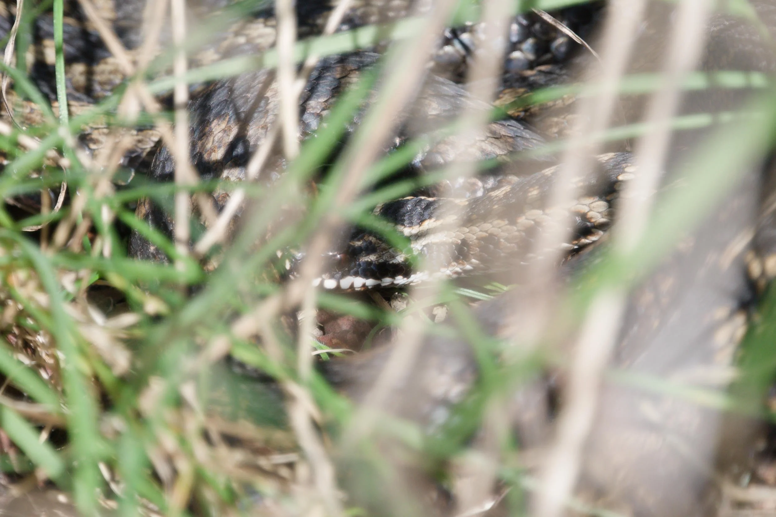 Adder 78 - 5/3/2026