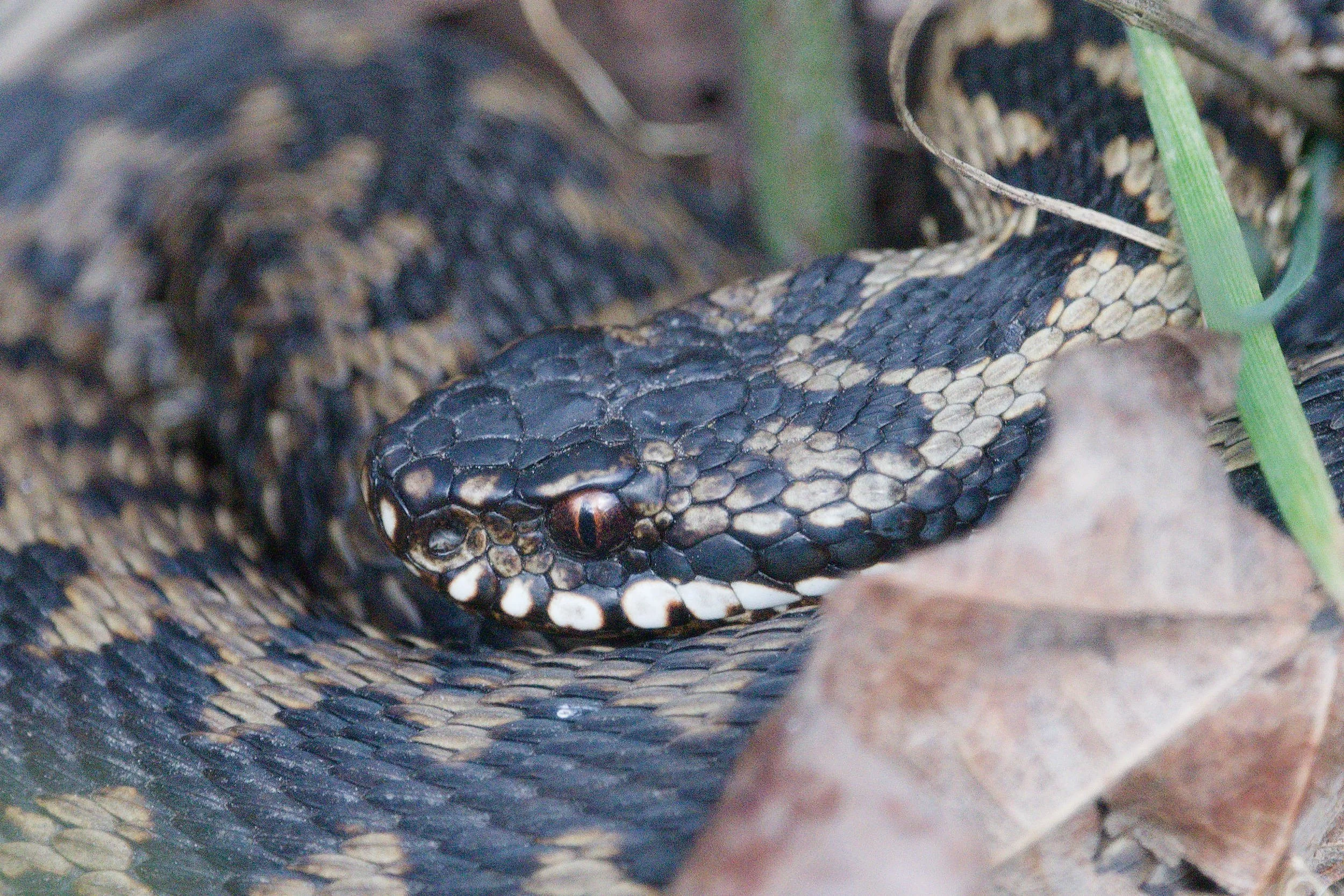 Adder 74 - 14/3/2026