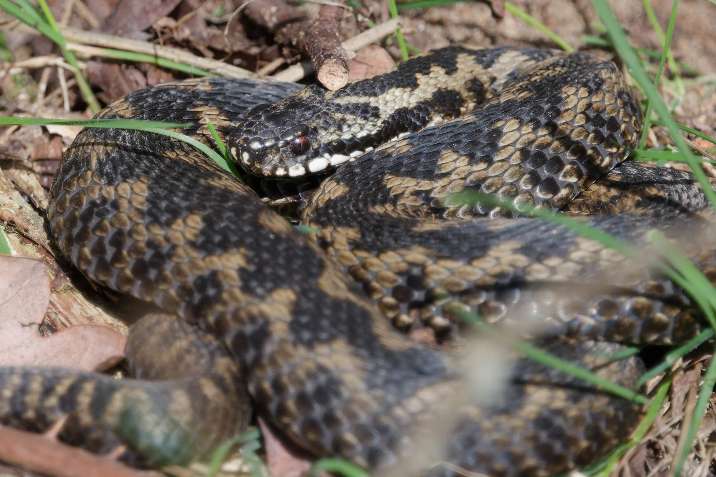 Adder 77 - 2/3/2026
