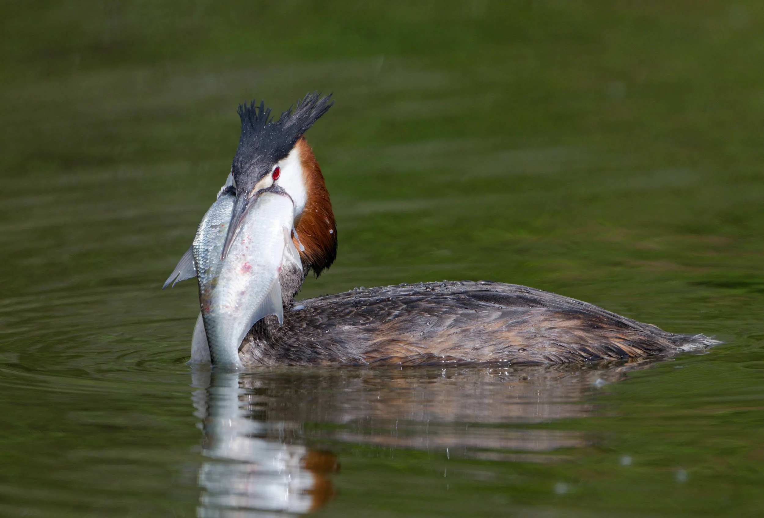 Great Crested Grebe with Fish (WB029)