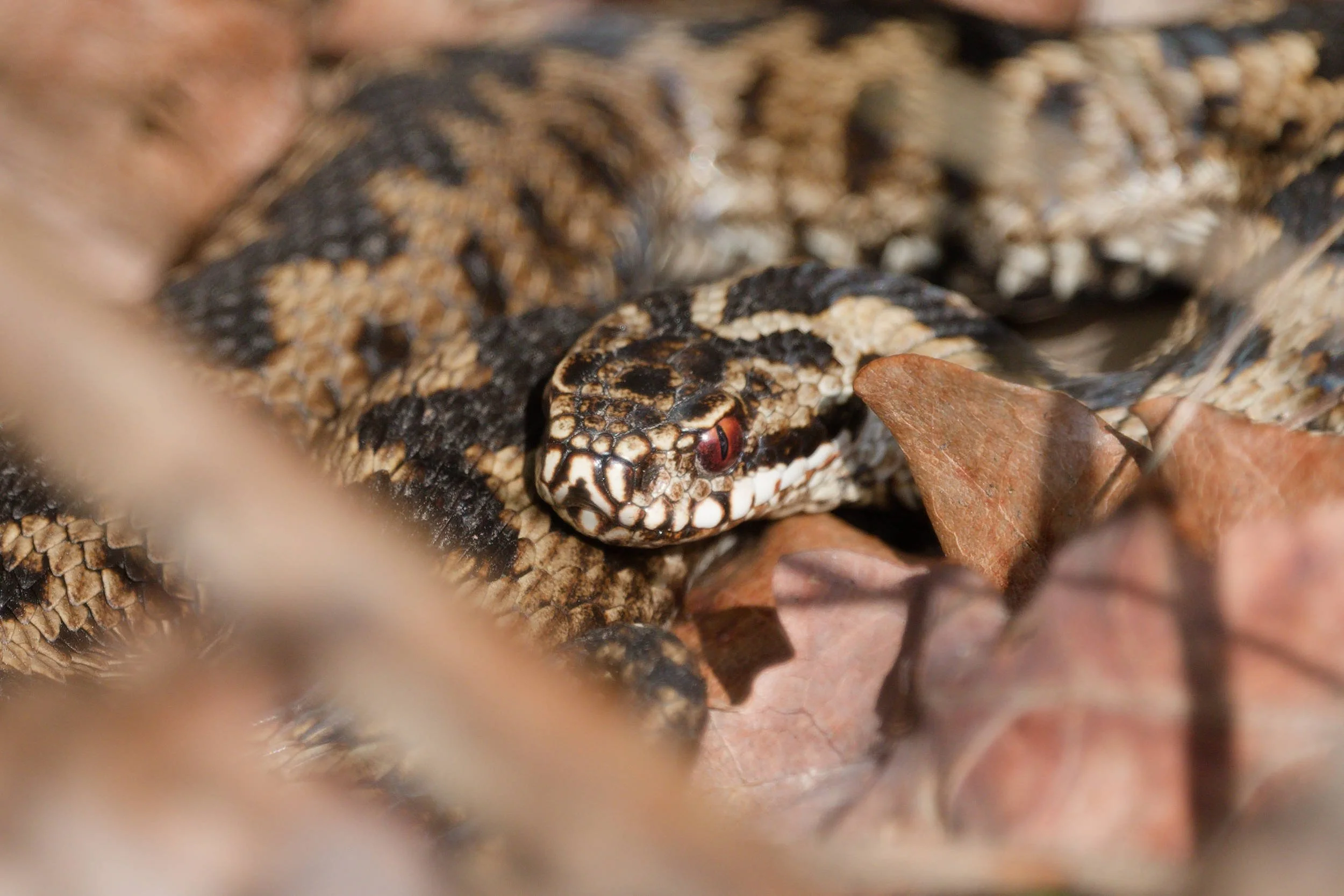 Adder 79 - 5/3/2026