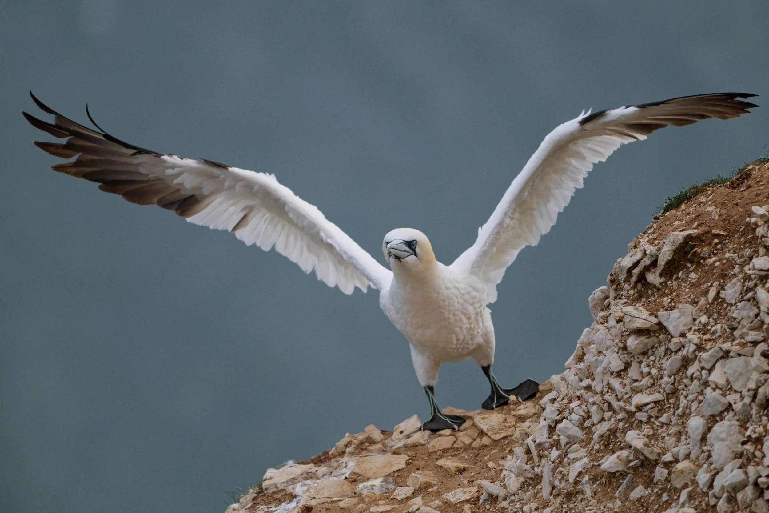 Gannet flapping wings (WB034)
