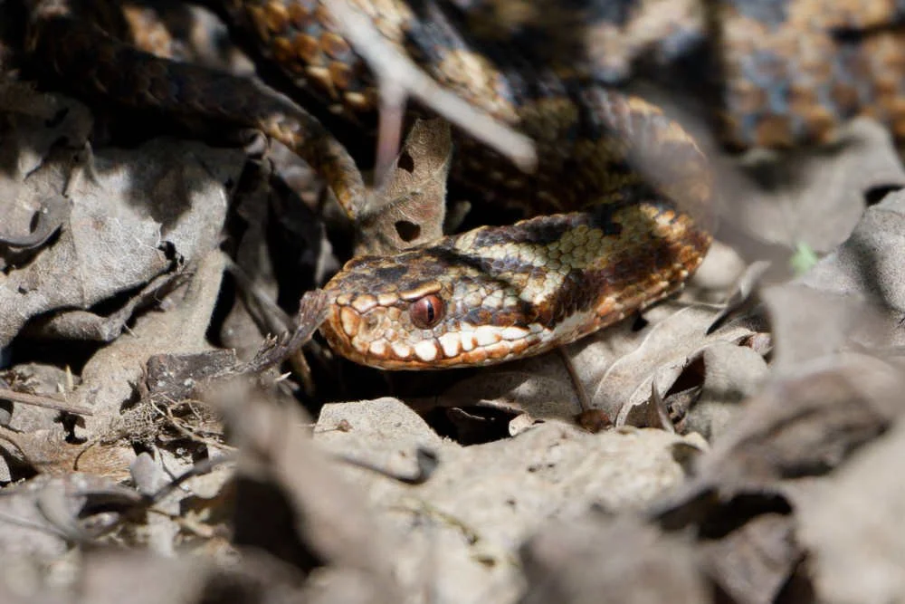 Adder 84 - 6/4/2026