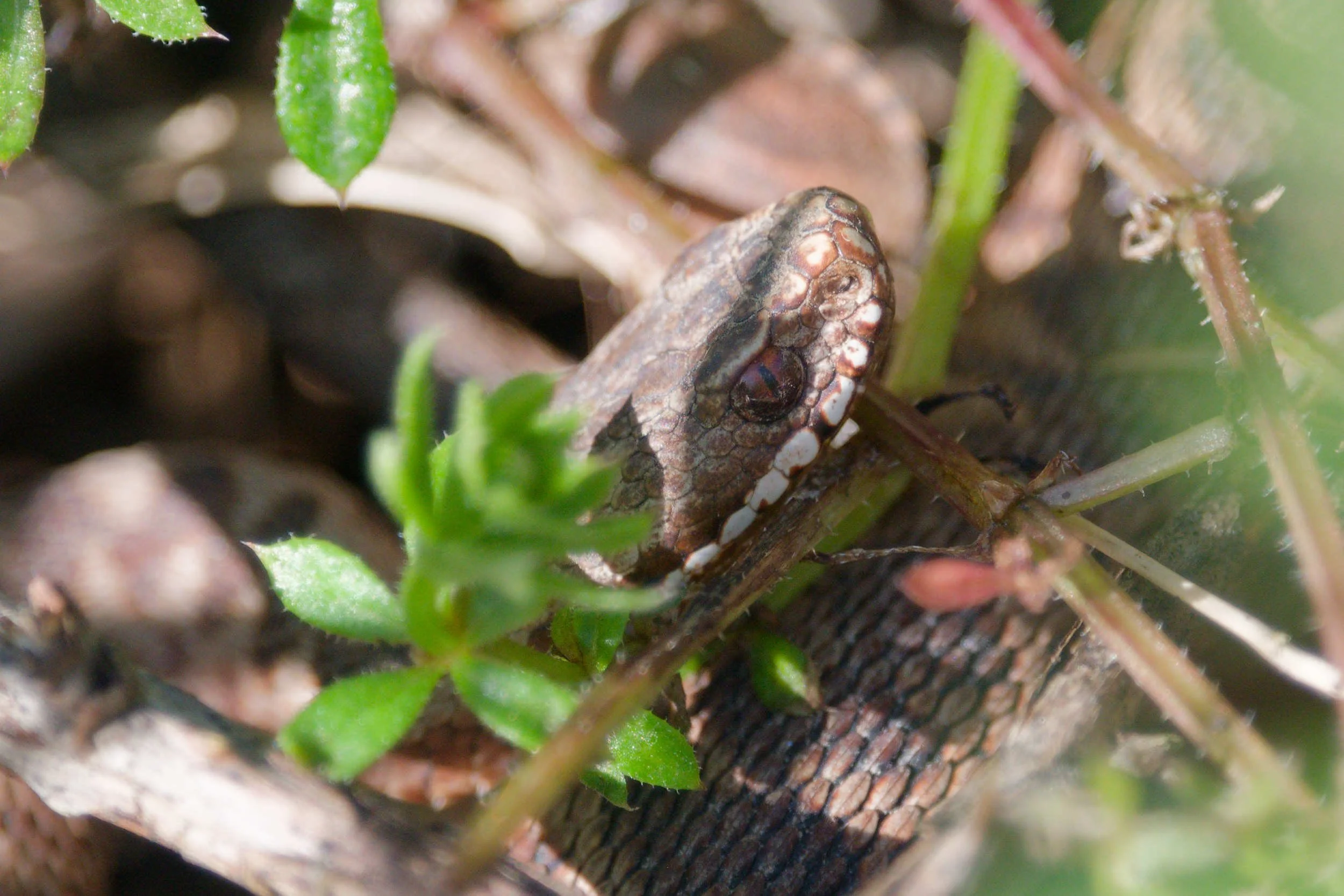 Adder 80 - 18/3/2026