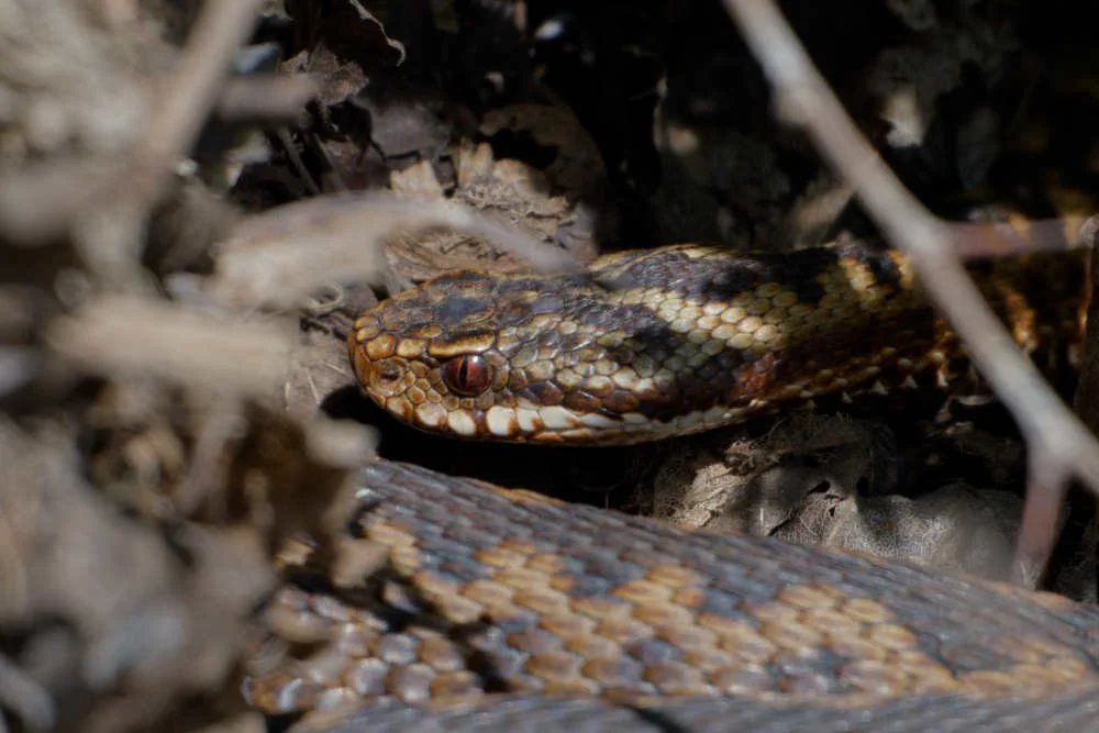 Adder 84 - 6/4/2026